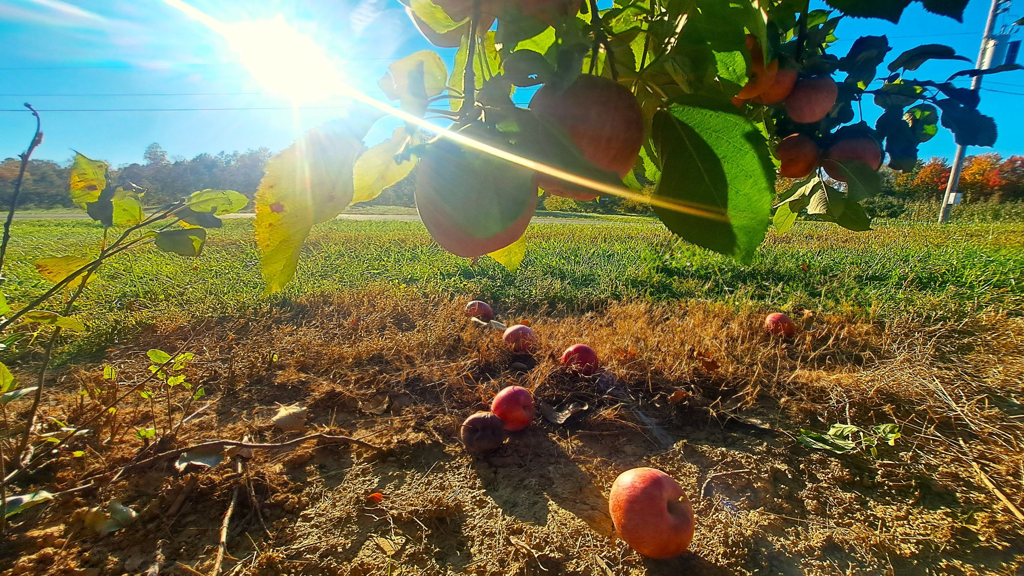 The bottom of the apple trees next to the road with an awesome lens flare