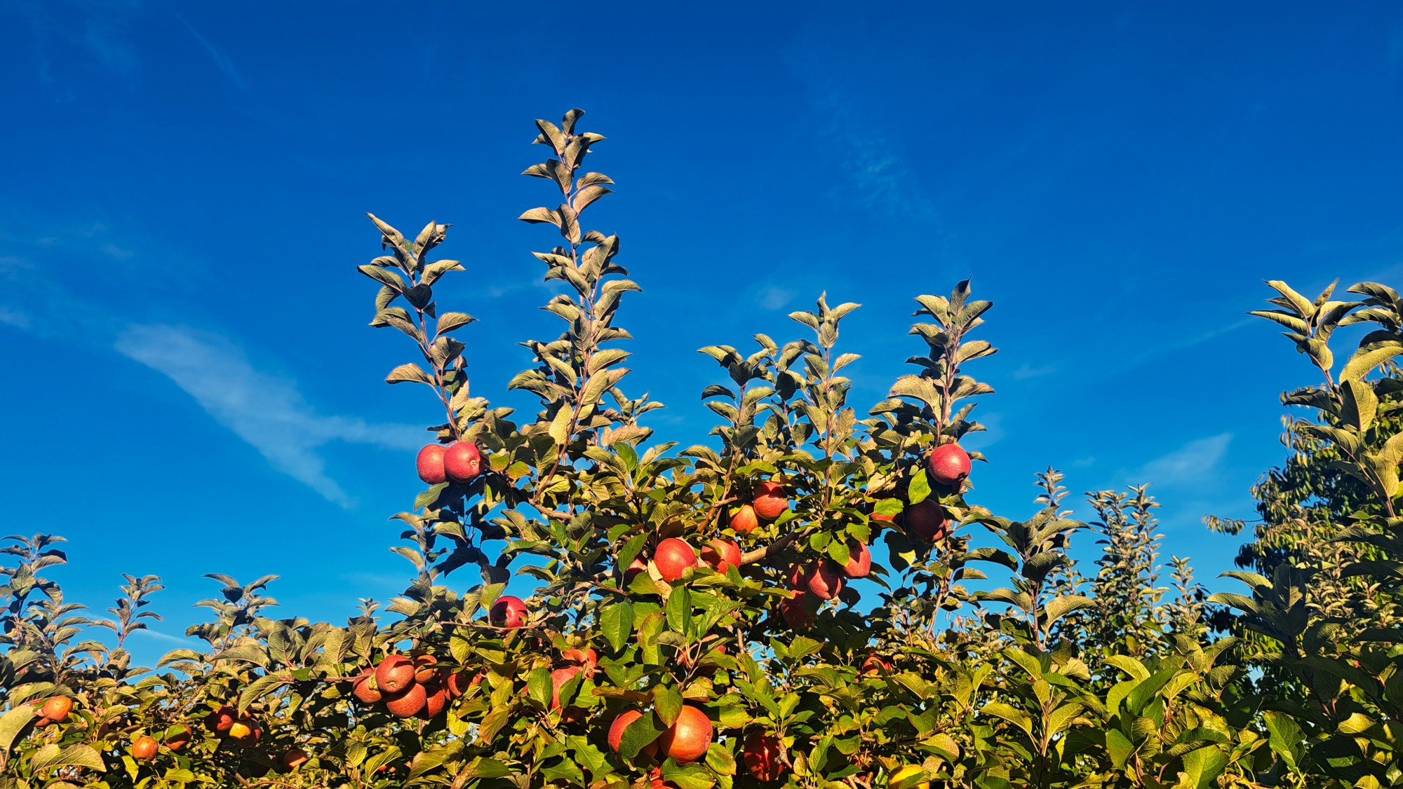 The top of the apple trees