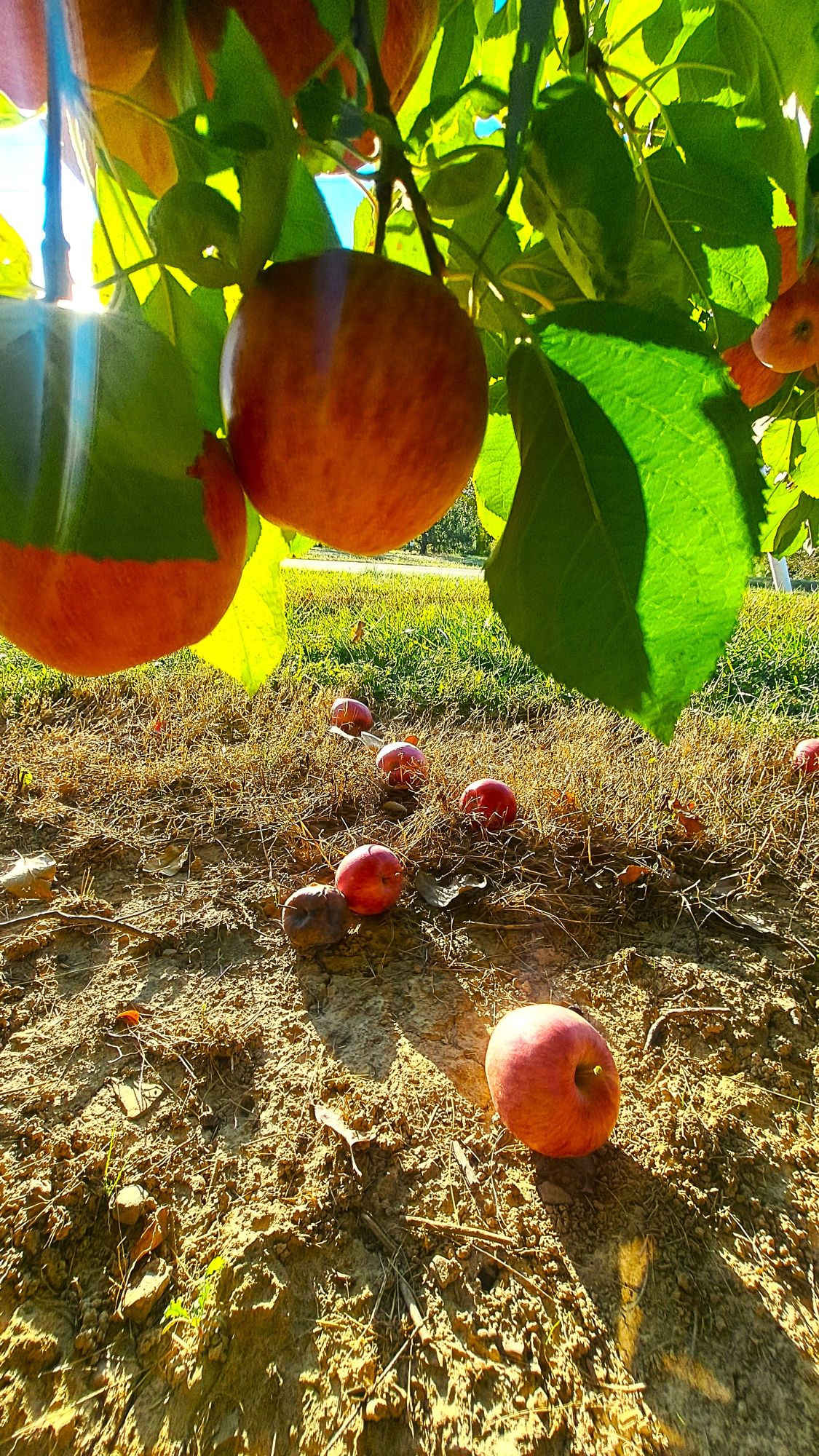 Some apples on the ground