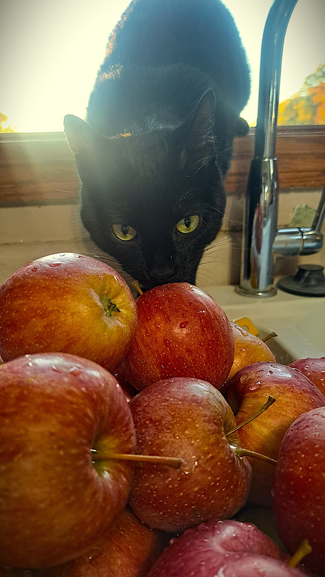 My cat interested in the apples I had washed