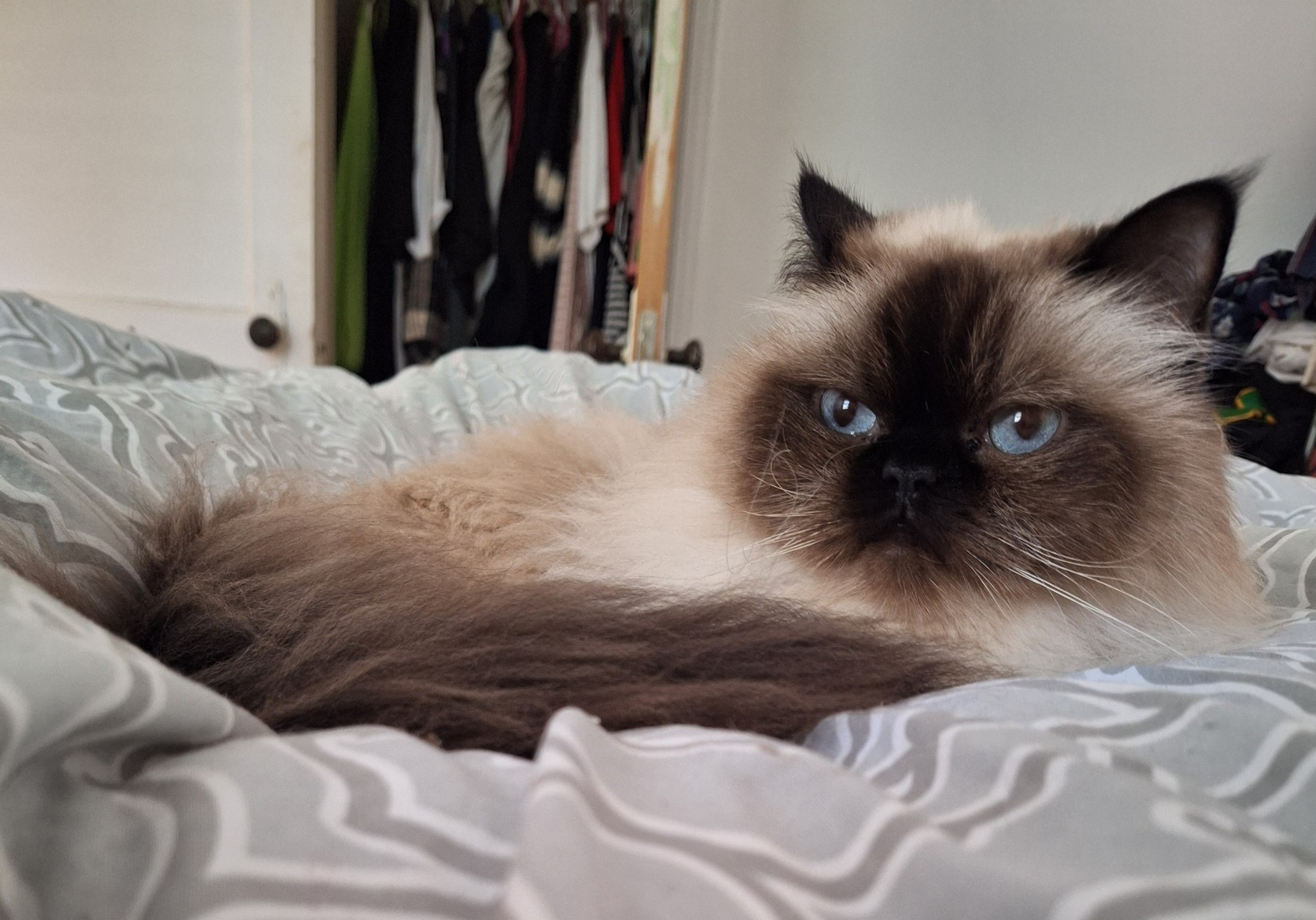 A Himalayan cat laying on a gray blanket