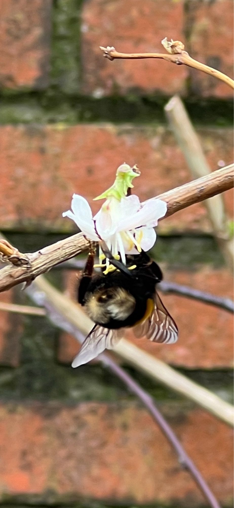 Bumblebee queen on a flower of a winter honeysuckle