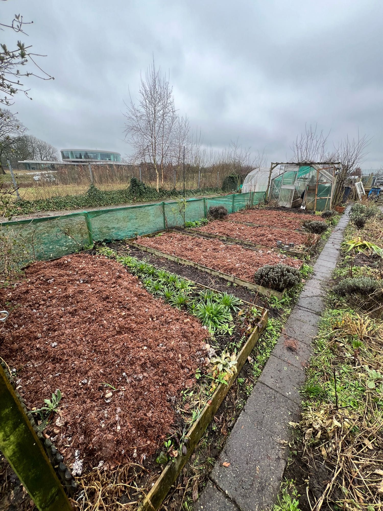 Five veg beds covered in said mushroom soil.