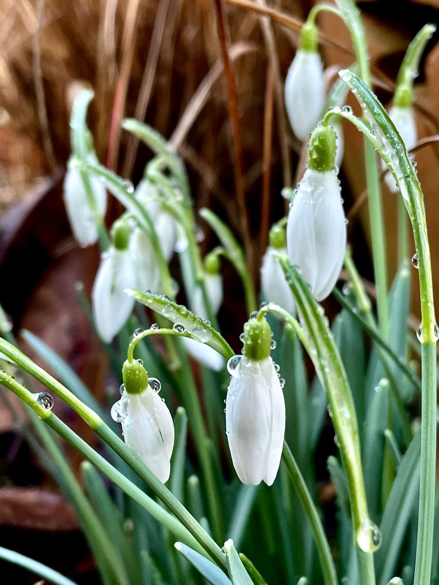 Schneeglöckchen mit Morgentau