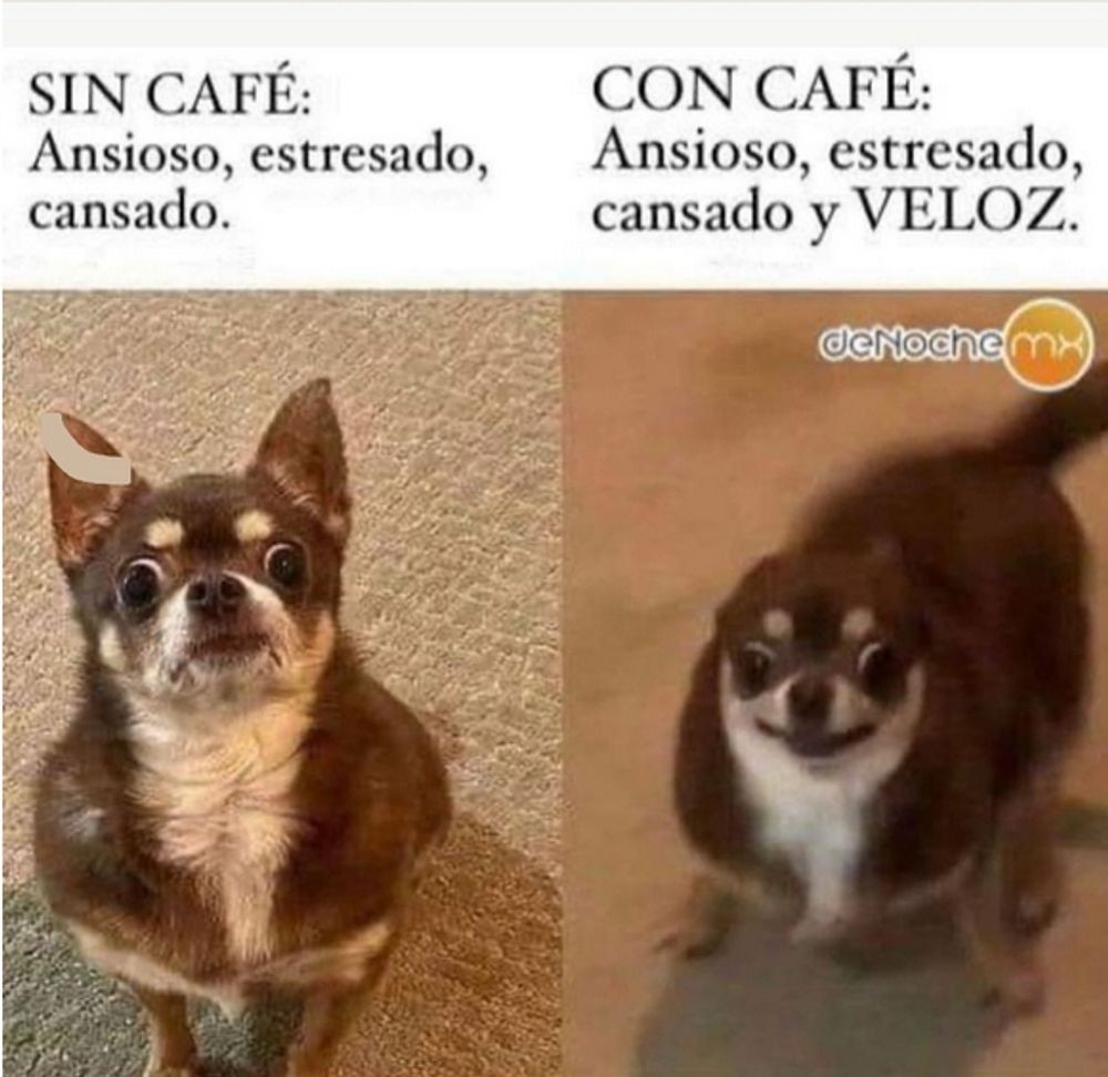 À esquerda a foto de um chihuahua sentado olhando com uma expressão ansiosa, em cima dele está escrito: "SIN CAFÉ: ansioso, estresado, cansado".

À direita foto do mesmo chihuahua, mas pilhado, com cara de pronto pra correr. Em cima dele está escrito: "CON CAFÉ: ansioso, estresado, cansado y VELOZ".