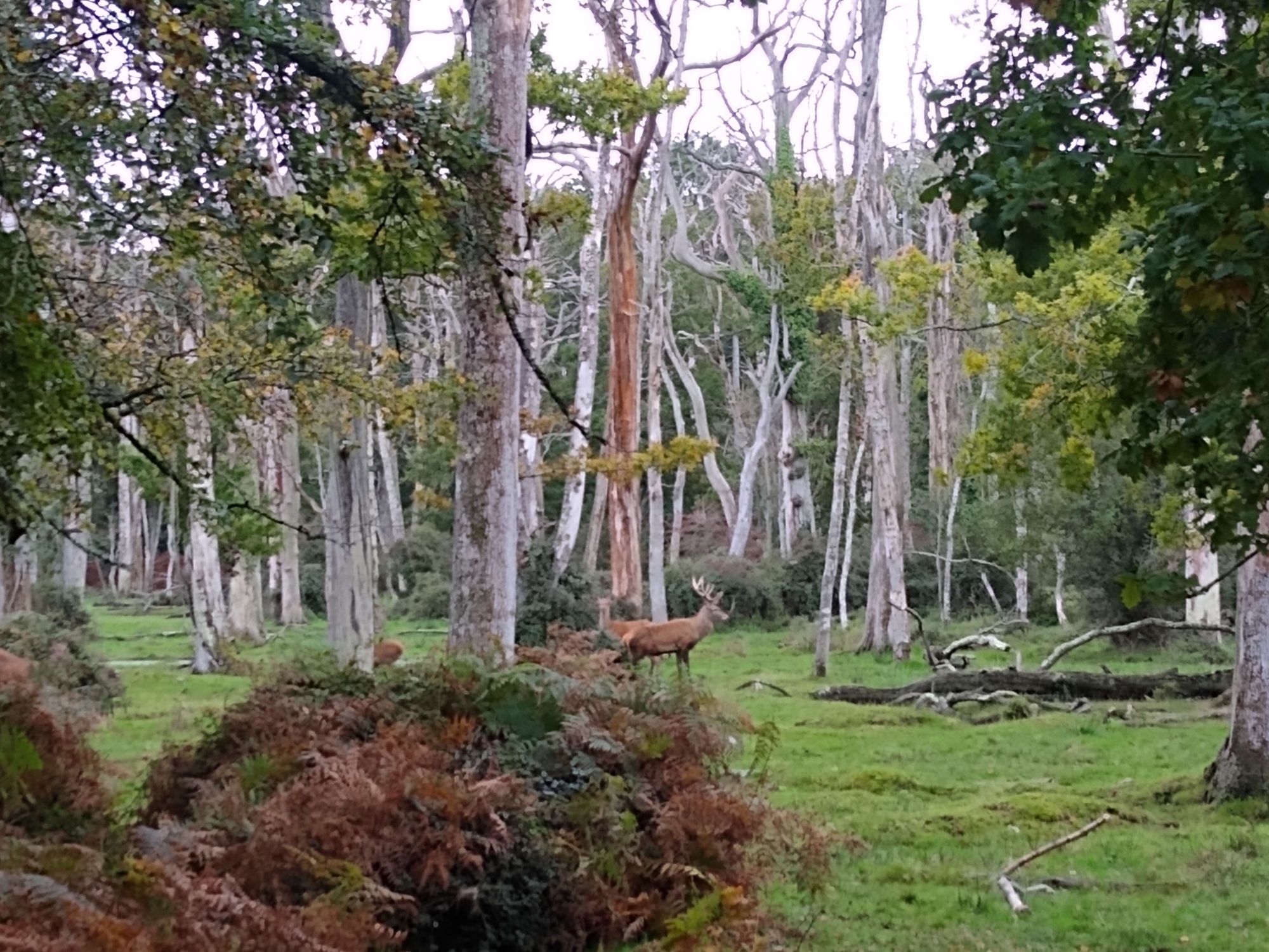 A large stag stands amongst dead trees, other trees are in leaf and turning autumnal colours