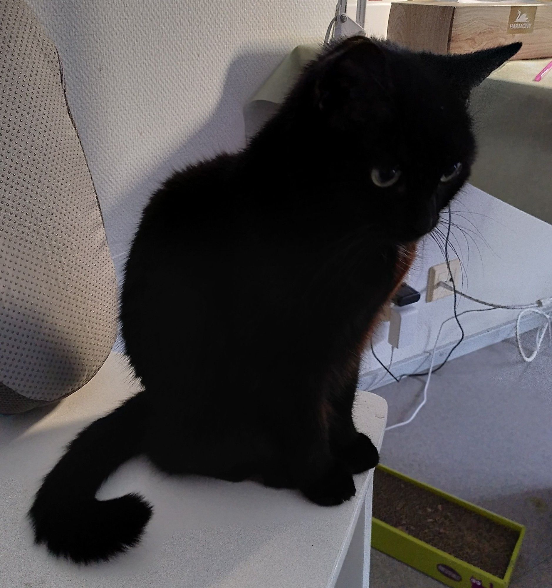 A black cat sitting on a chair.