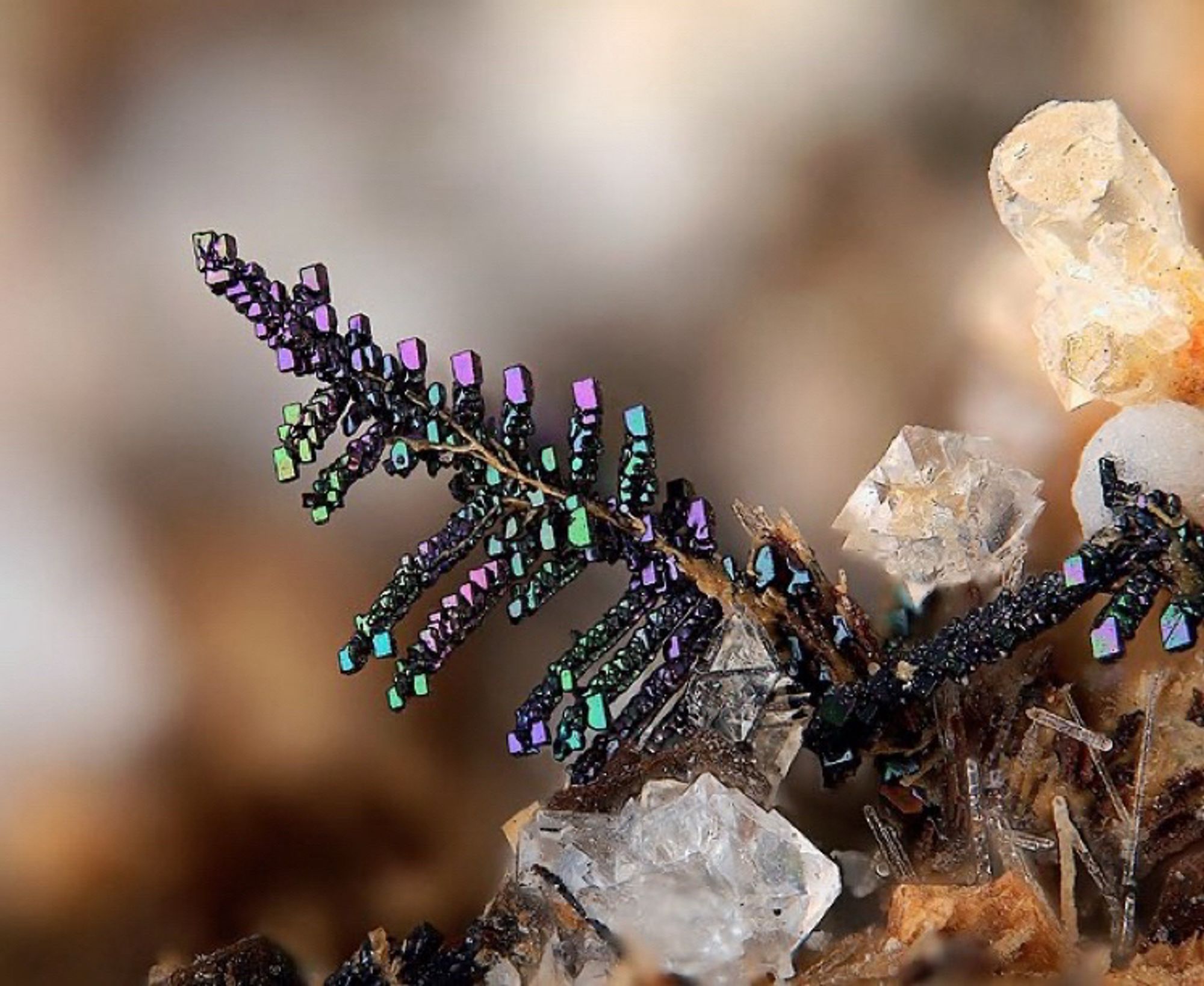 An tiny iridescent dendritic perovskite crystal surrounded by other crystals. Source: https://originoflife.net/crystals/