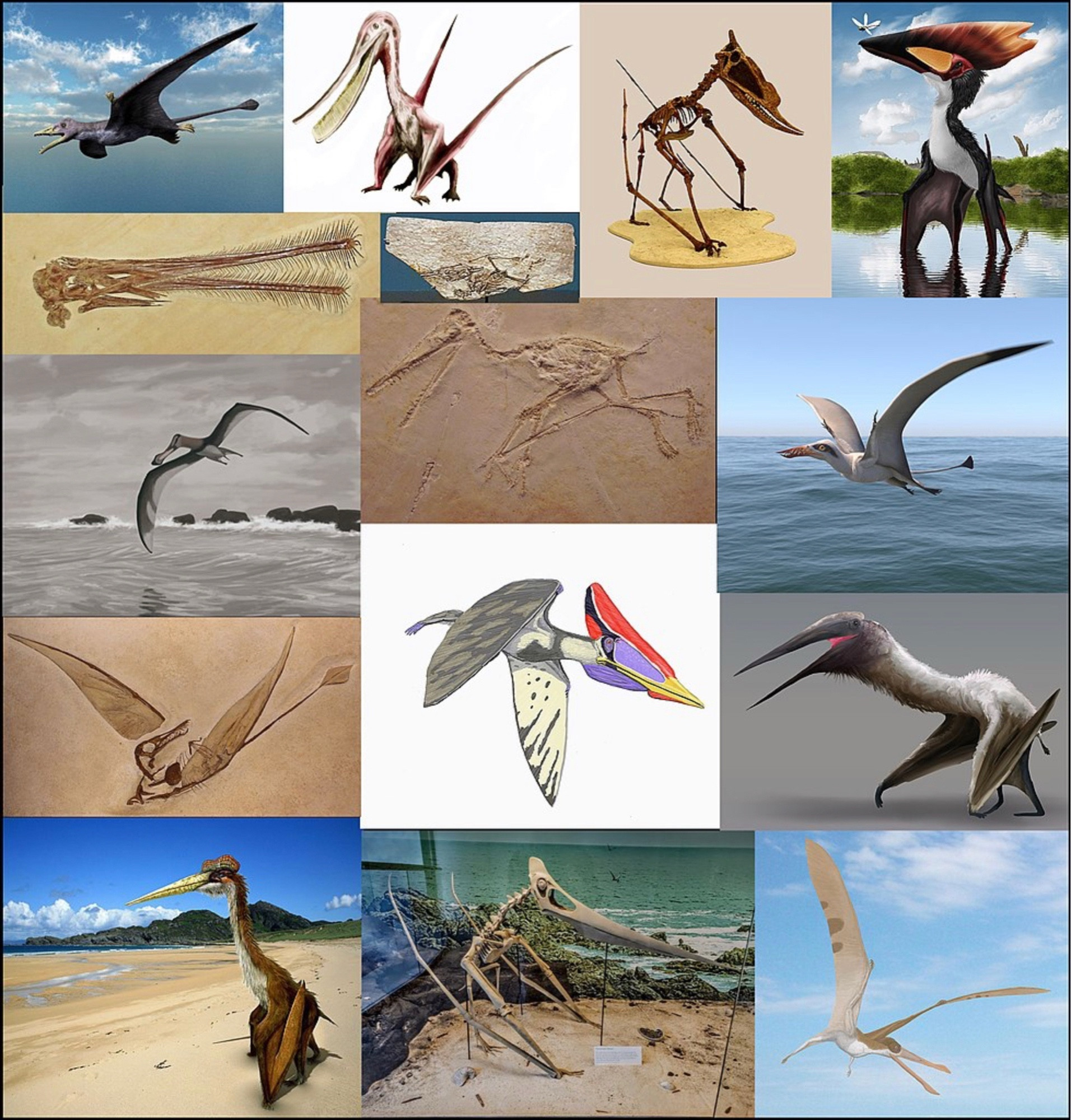 Pterosaurs, from Greek pteros and sauros meaning “winged lizard”, a class of extinct flying lizards that existed from 228 million years ago to 66 million years ago. Shows various images of pterosaurs as they might have looked along with thei fossils.