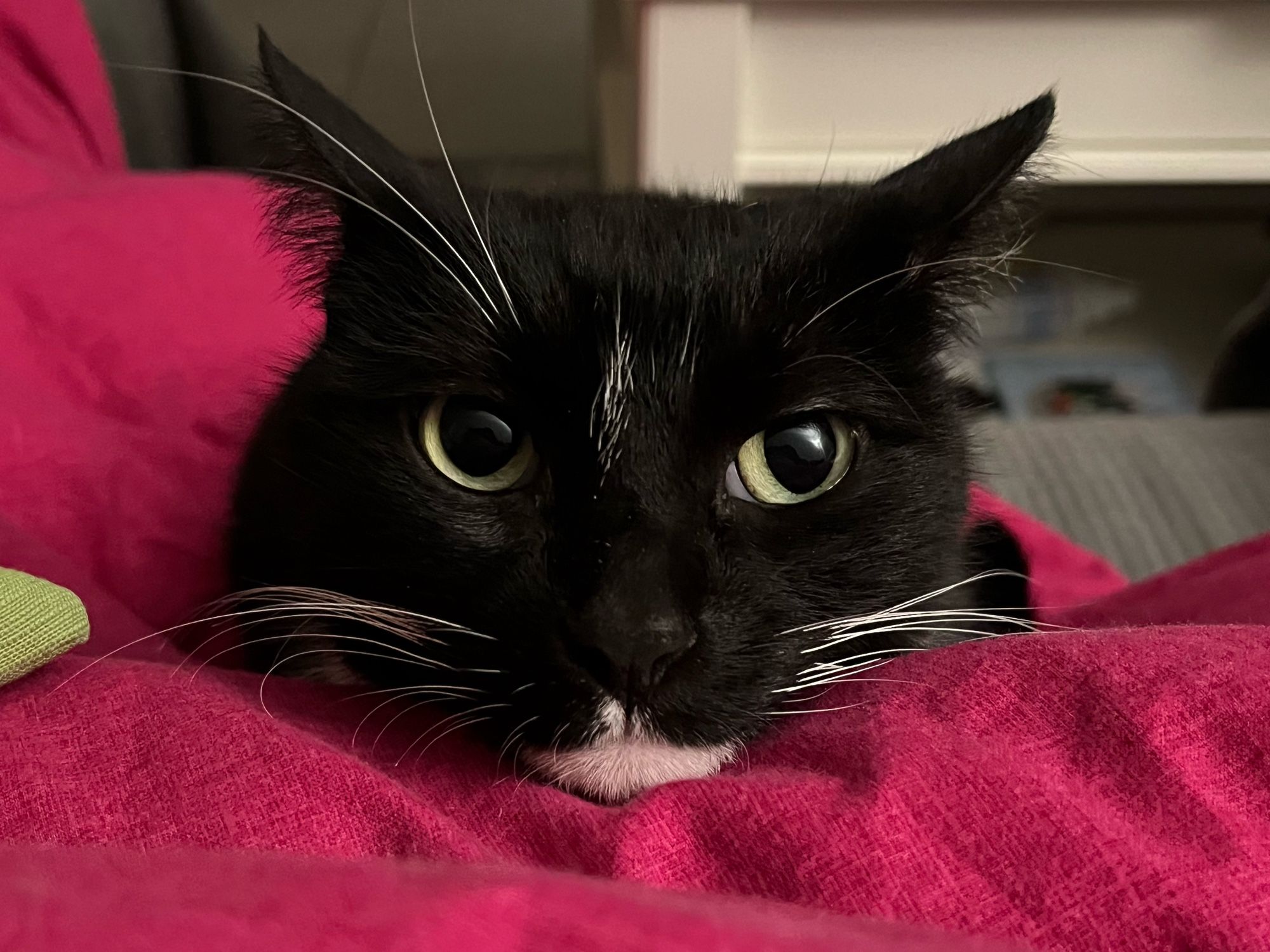 Schwarze Katze mit weißem Kinn und leichtem weißem Fleck auf der Stirn liegt auf roter Decke und schaut in Richtung Kamera.