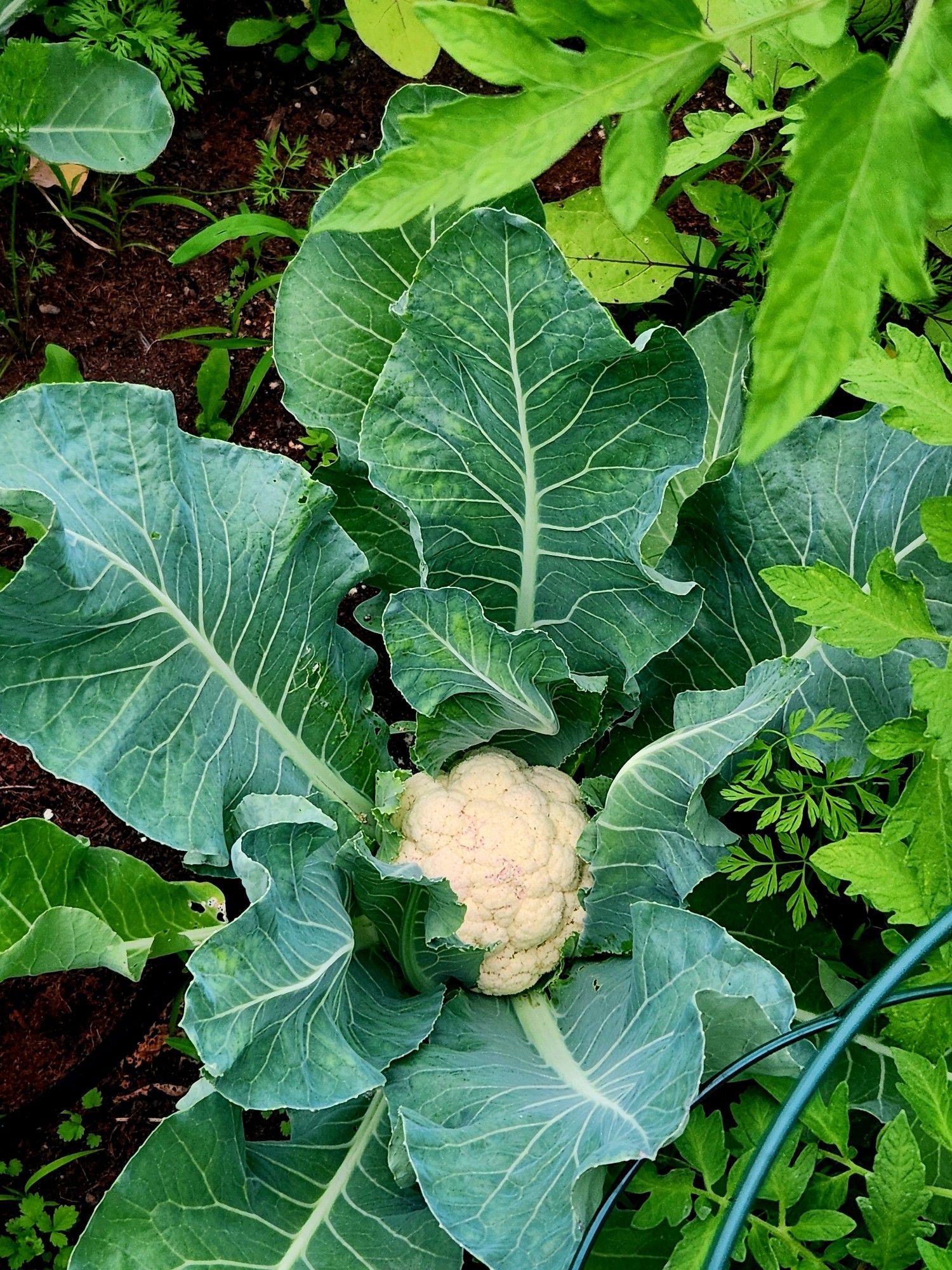 Cauliflower