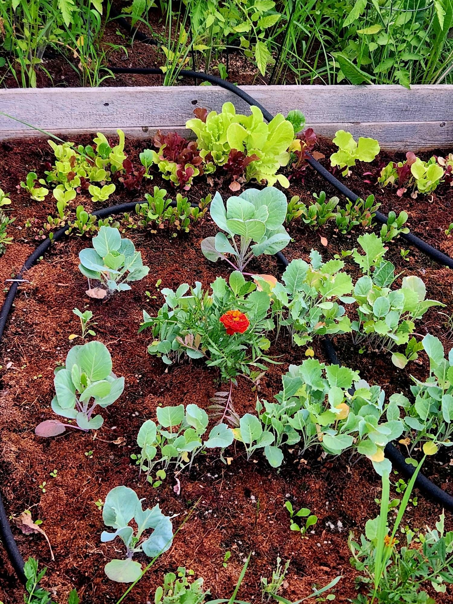 Lettuce, greens, etc that the rabbit 🐇 attacked