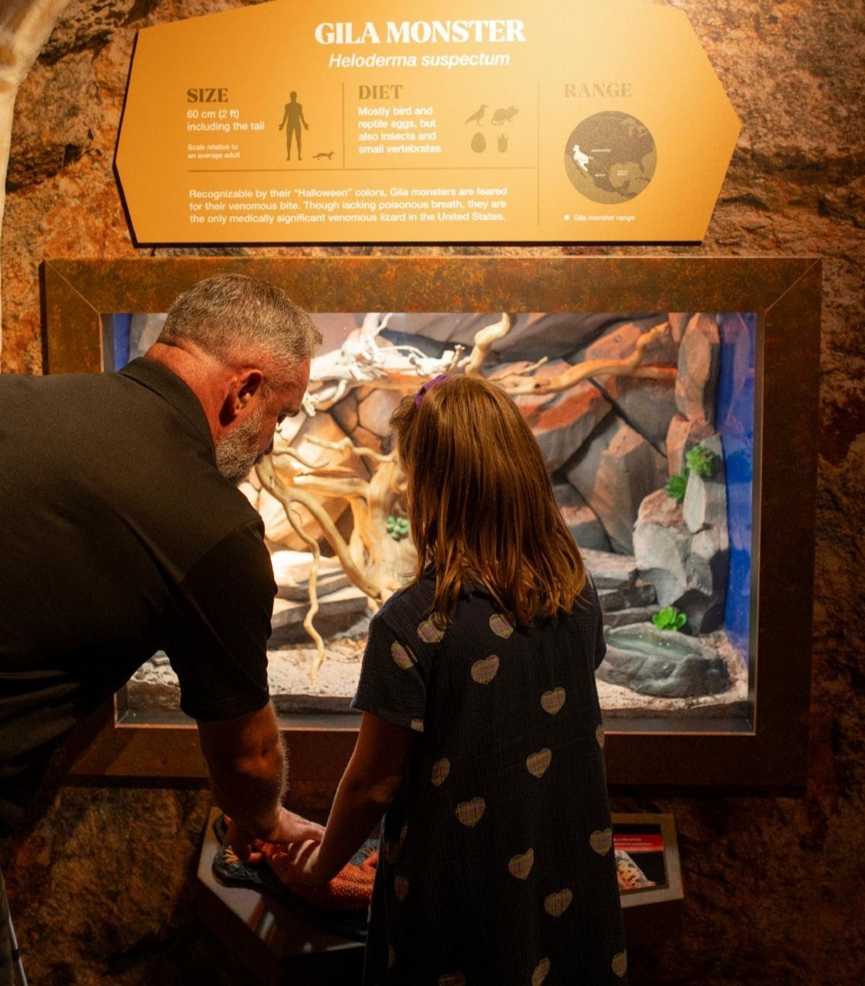 A child touching a lifesize gila monster model. Enclosure with live specimen is behind the model.