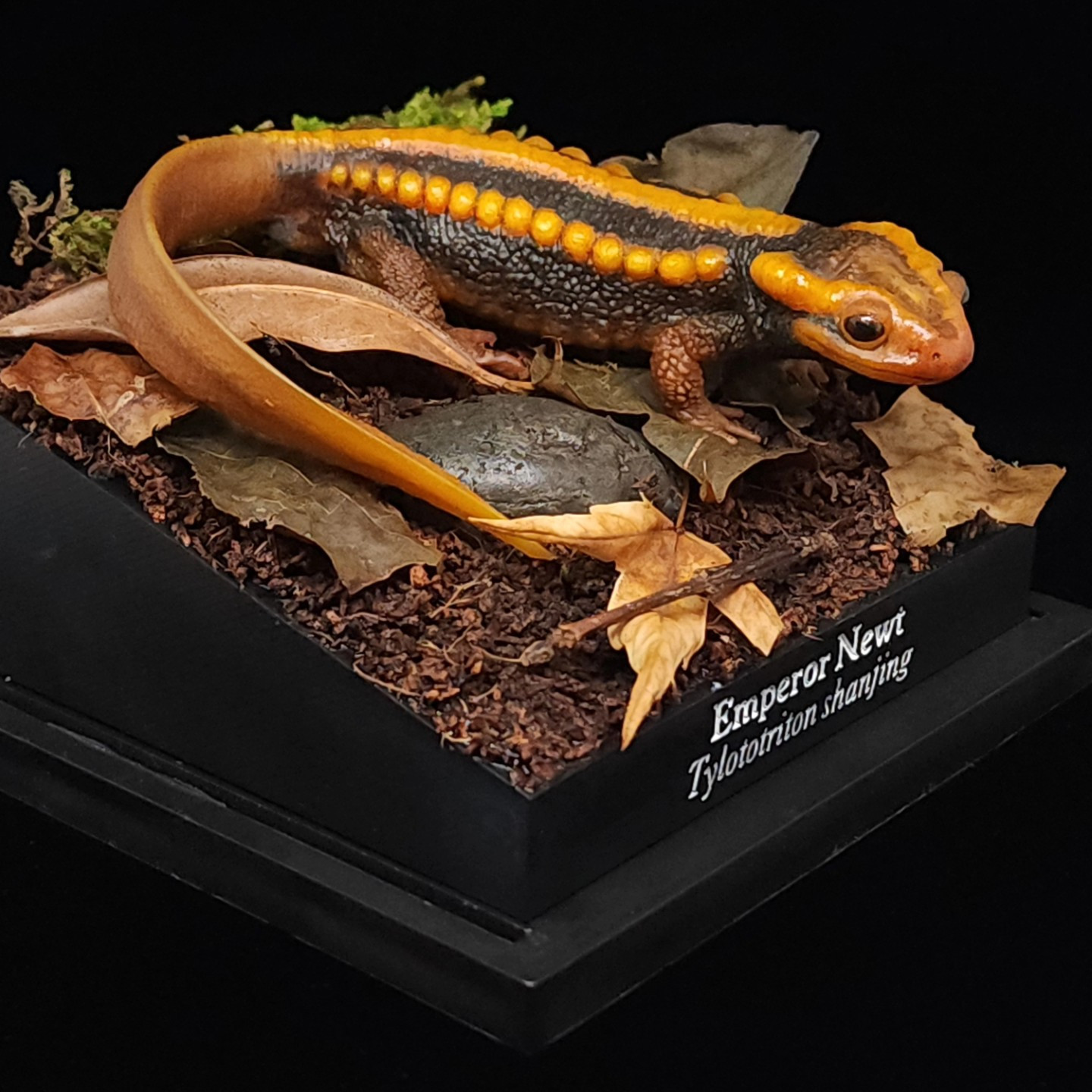 Model of an Emperor Newt, lifesize on a diorama base