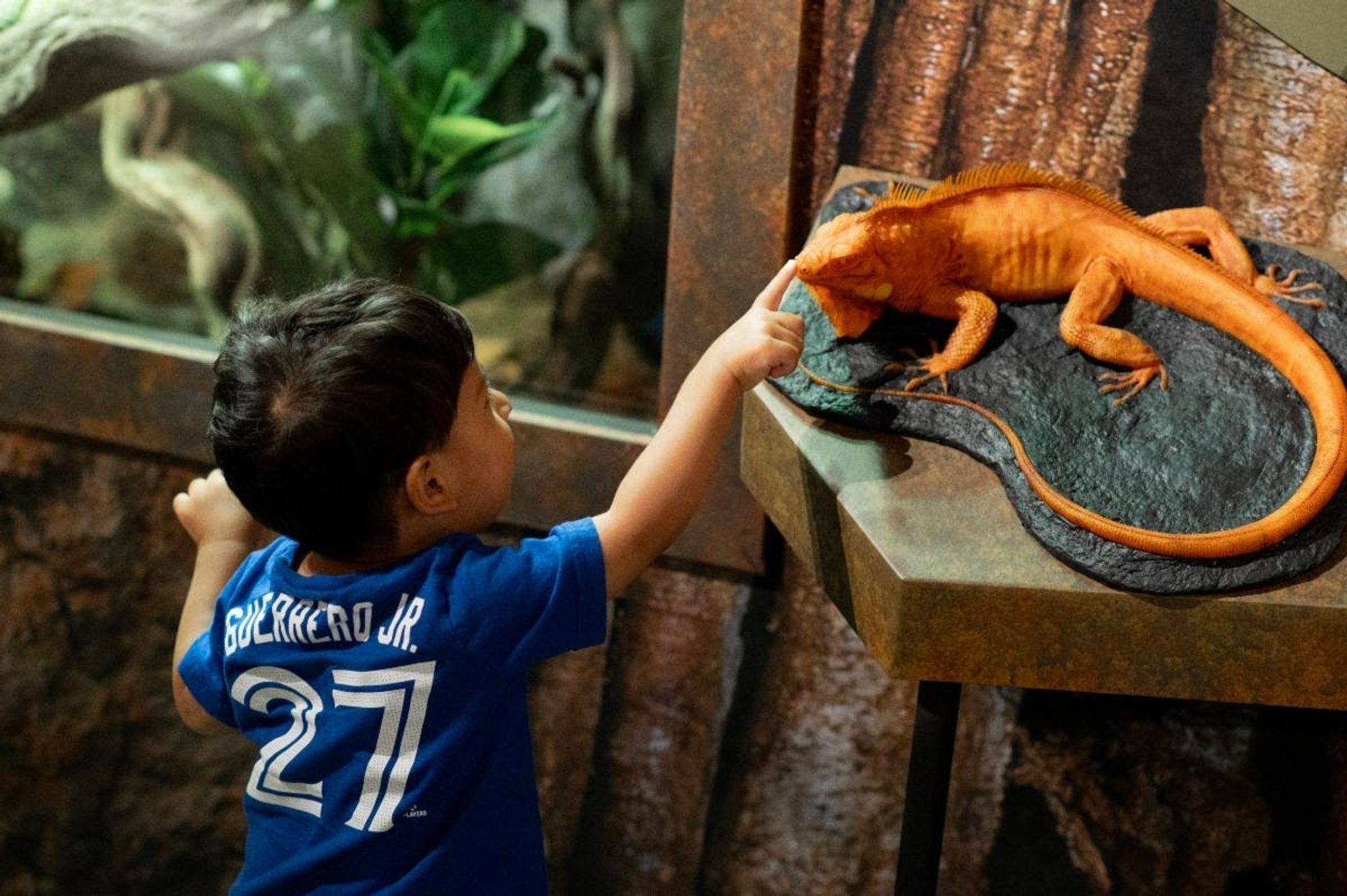 A child touching a lifesize green iguana model. Enclosure with live specimen is to the left of the model.