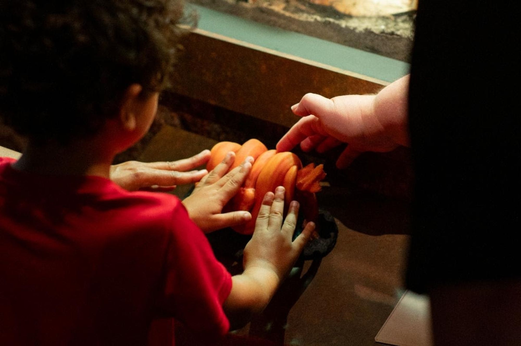 A child touching a lifesize green tree python model. Enclosure with live specimen is behind the model.