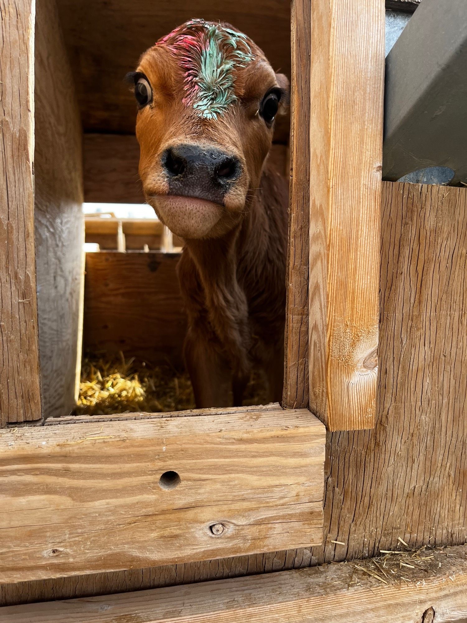 A calf poking it’s head through a crate