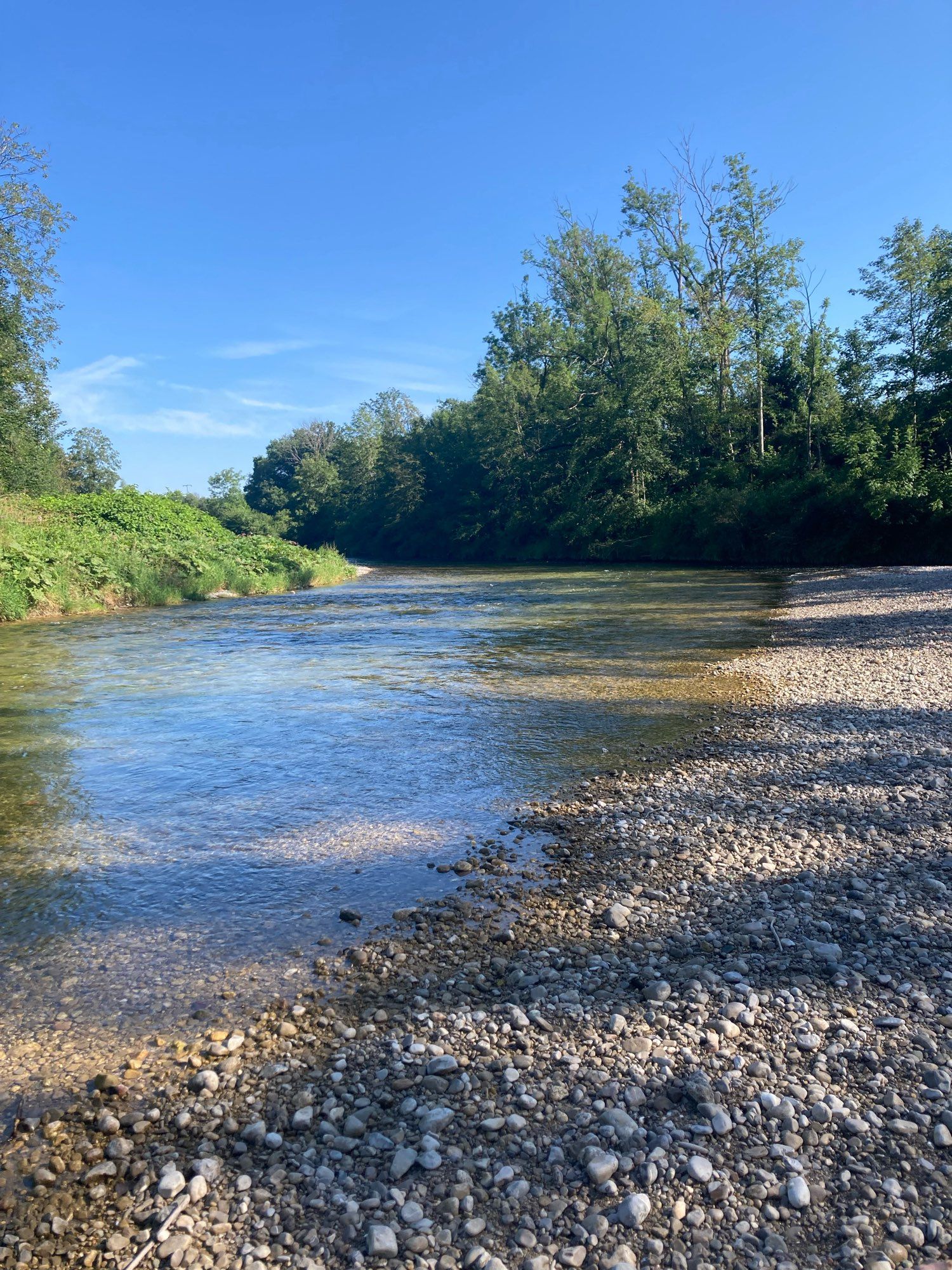 A river with trees in the background.