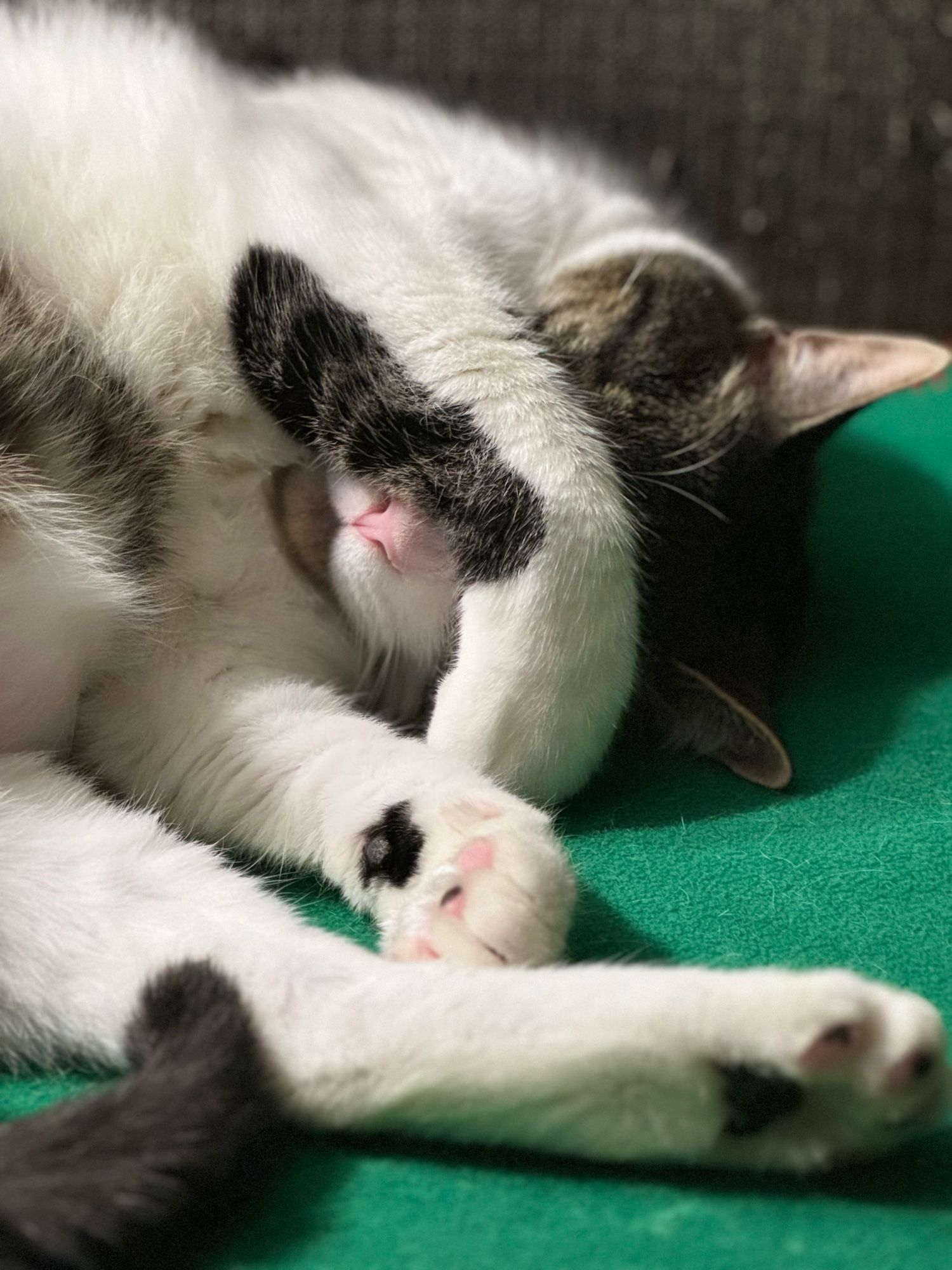 Cutest cat sleeping with paw across his face