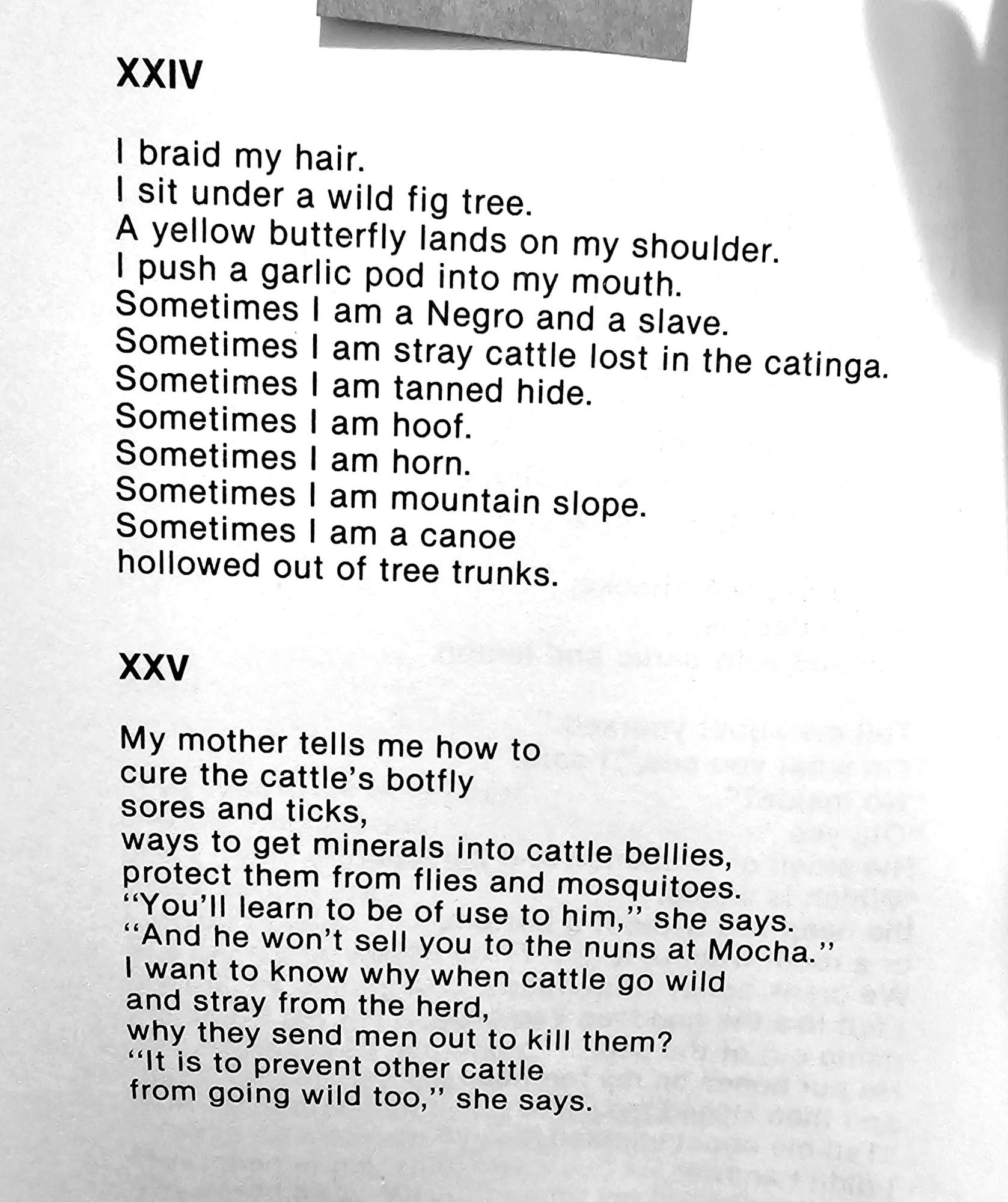 XXIV
I braid my hair.  I sit under a wild fig tree.  A yellow butterfly lands on my shoulder.  I push a garlic pod into my mouth.  Sometimes I am a Negro and a slave.  Sometimes I am stray cattle lost in the catinga.  Sometimes I am tanned hide.  Sometimes I am hoof.  Sometimes I am horn.  Sometimes I am mountain slope.  Sometimes I am a canoe  hollowed out of tree trunks.  

XXV  
My mother tells me how to  cure the cattle's botfly  sores and ticks,  ways to get minerals into cattle bellies,  protect them from flies and mosquitoes.  "You'll learn to be of use to him,' she says.  "And he won't sell you to the nuns at Mocha."  I want to know why when cattle go wild  and stray from the herd,  why they send men out to kill them?  "It is to prevent other cattle  from going wild too,' she says.