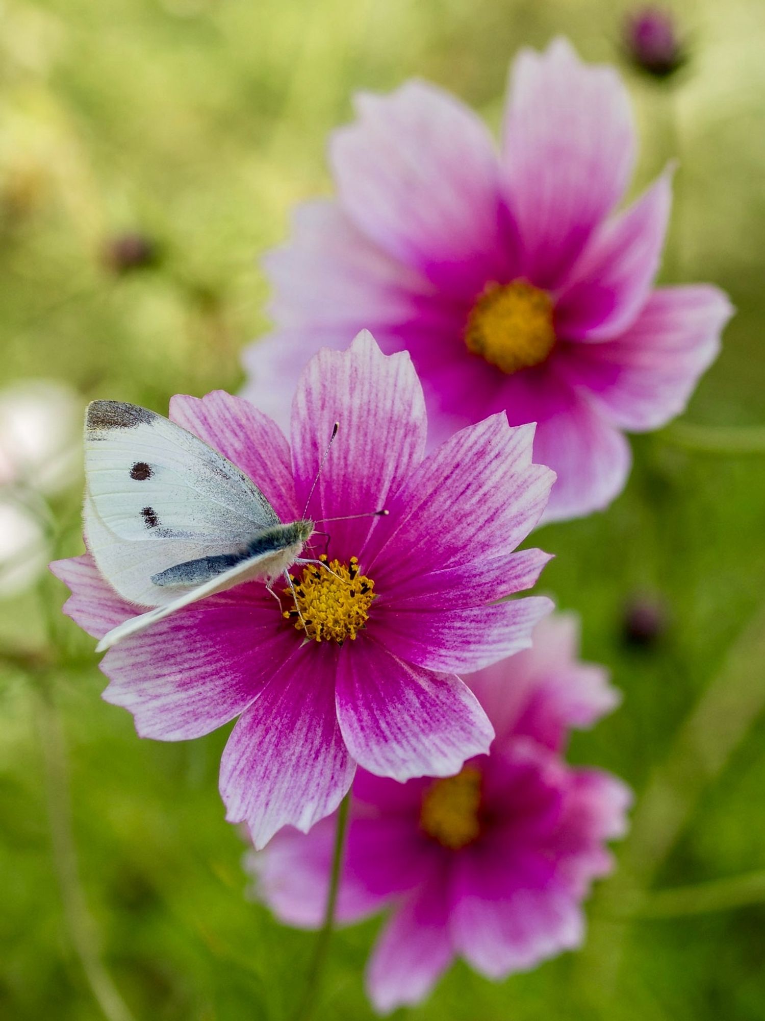 Drei erblüte Cosmeenblüten, von denen nur eine scharf abgebildet ist, vor einem unscharfen grünen Hintergrund. Ein weißer Schmetterling mit schwarzen Tupfen sitzt auf der Blüte. Die Farbe der Blüte variiert von weiß bis zu einem kräftigen pink. Der Mittelpunkt der Blüte ist gelb.