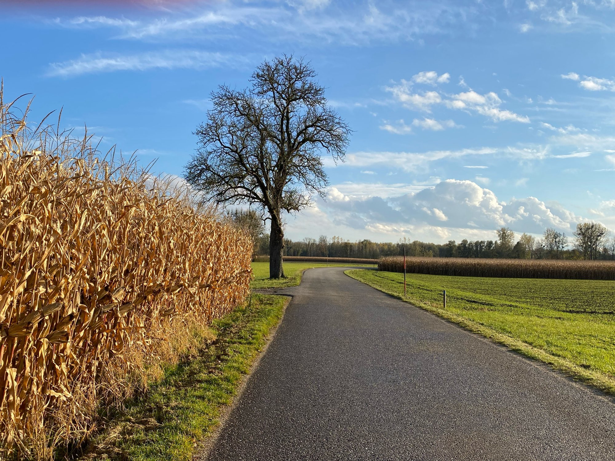 Eine Landstraße die zwischen unterschiedlich bewirtschafteten Feldern verläuft. Links im Bild ein reifes Maisfeld und ein Baum der bereits drin Laub verloren hat.  Im Hintergrund ein Streifen mit Bäumen und Sträuchern und ein blauer Himmel mit einigen weißen Wolken .