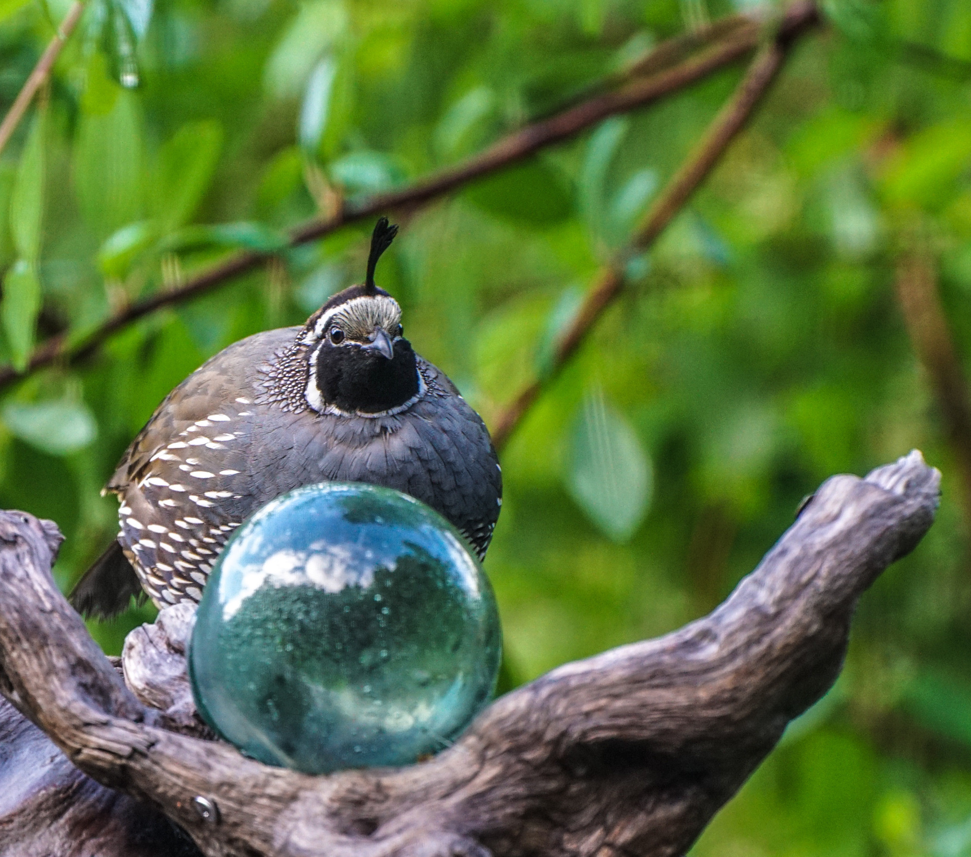 Against the green backdrop of a wild cherry tree a male California Quail perches atop a fence post which has a blue green grapefruit sized spherical hollow glass ball.