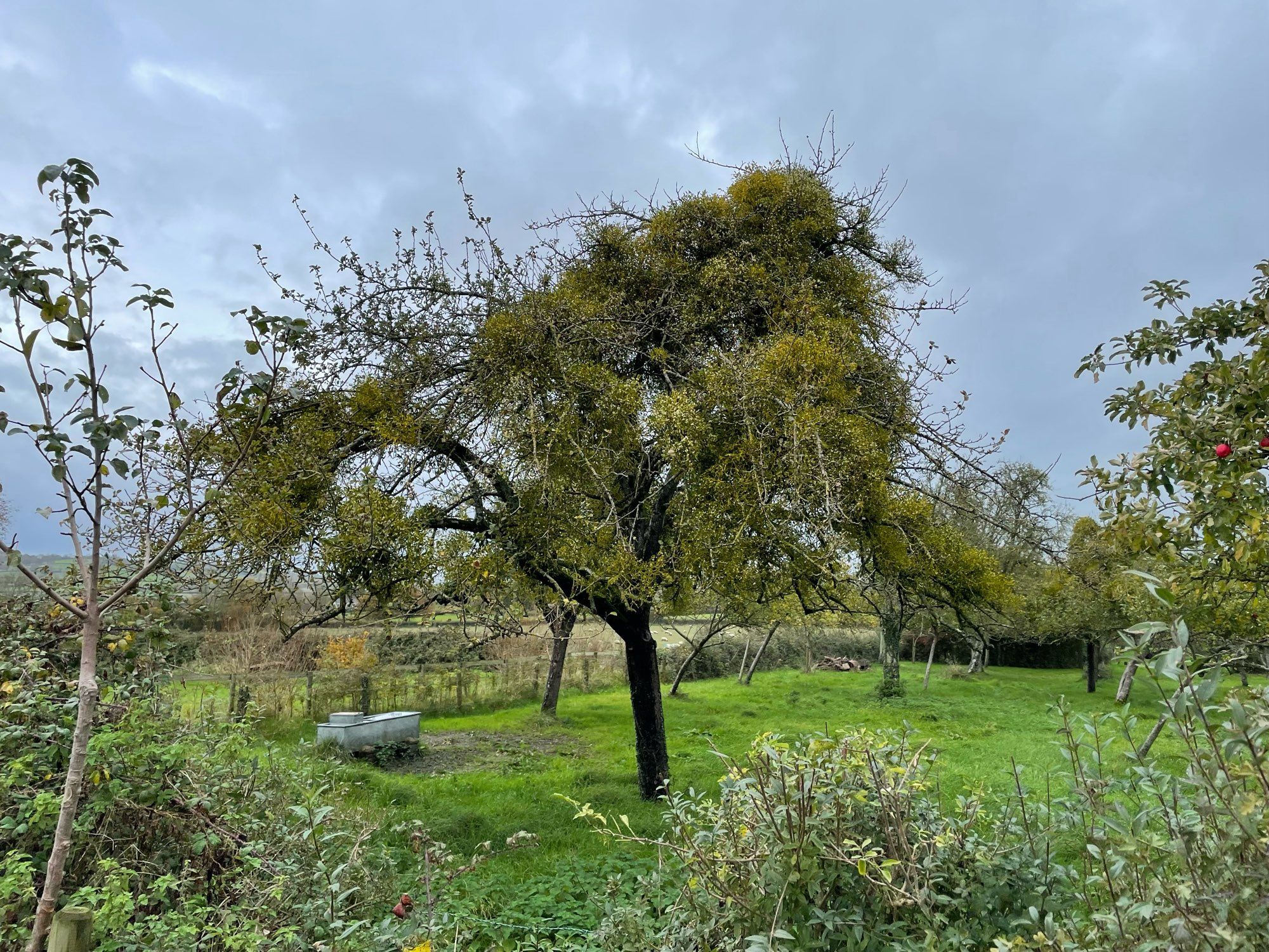 Fruit tree in an orchard. Most of the leaves have fallen off the tree but it is still green as has a lot of mistletoe growing on the branches.