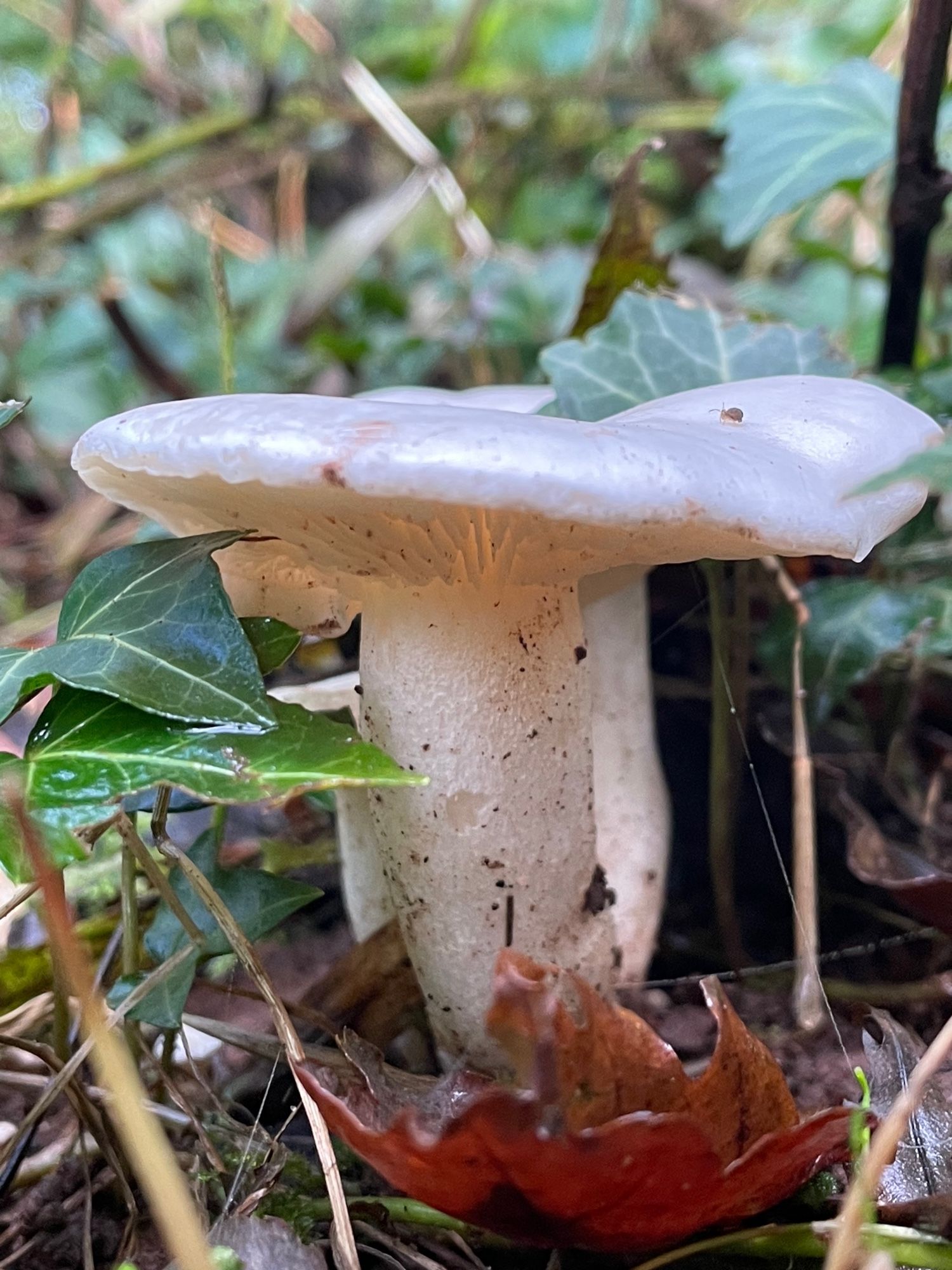 A white mushroom (not sure of the species) on the woodland floor among ivy leaves.