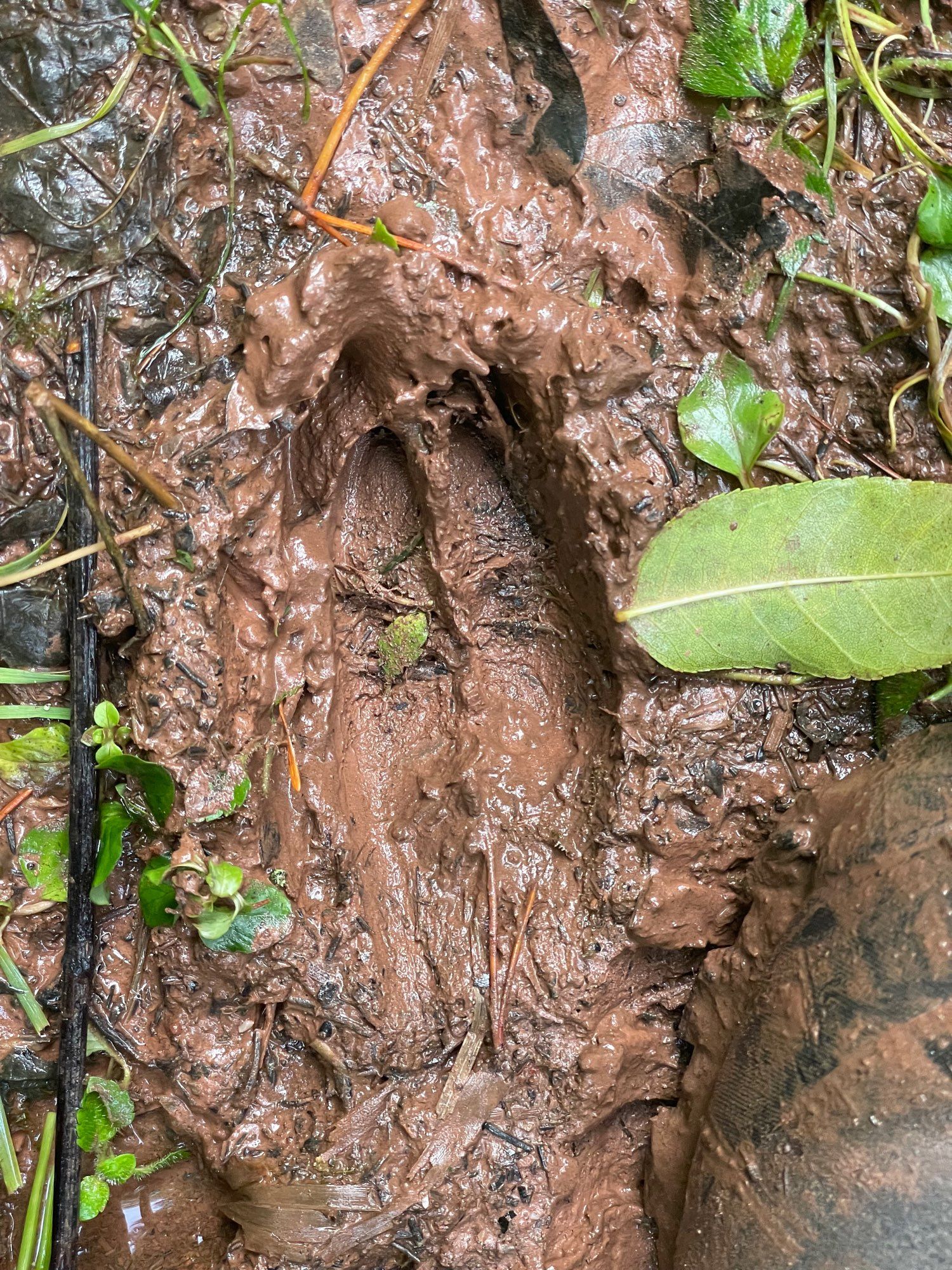 Animal hoof print in sticky mud - a deer of some kind.