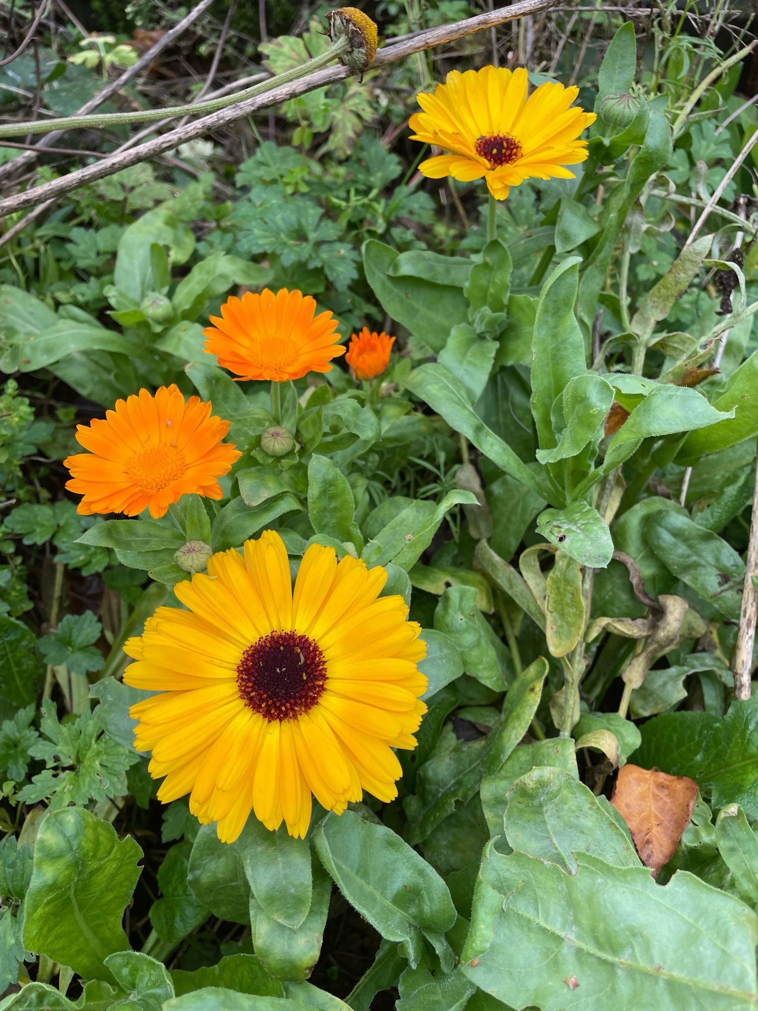 Very bright yellow and orange marigolds.