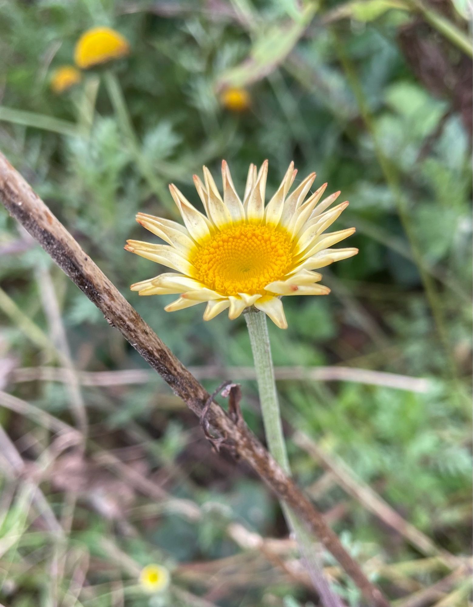 Daisy-like flower with a yellow centre and creamy petals. Not sure what this is - I planted lots of mixed flowers for pollinators.