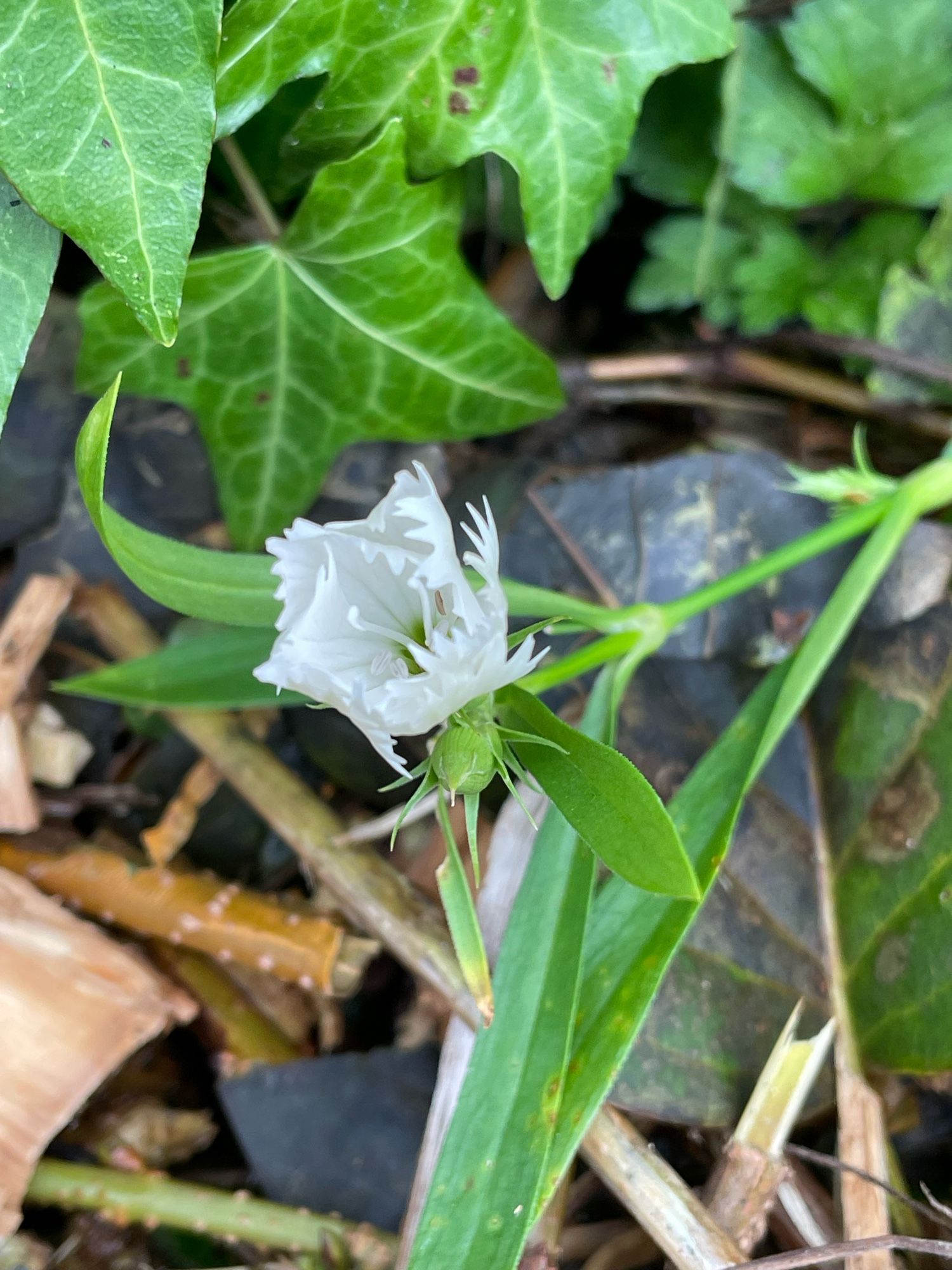 Very surprised to see this delicate white sweet William flower just starting to open