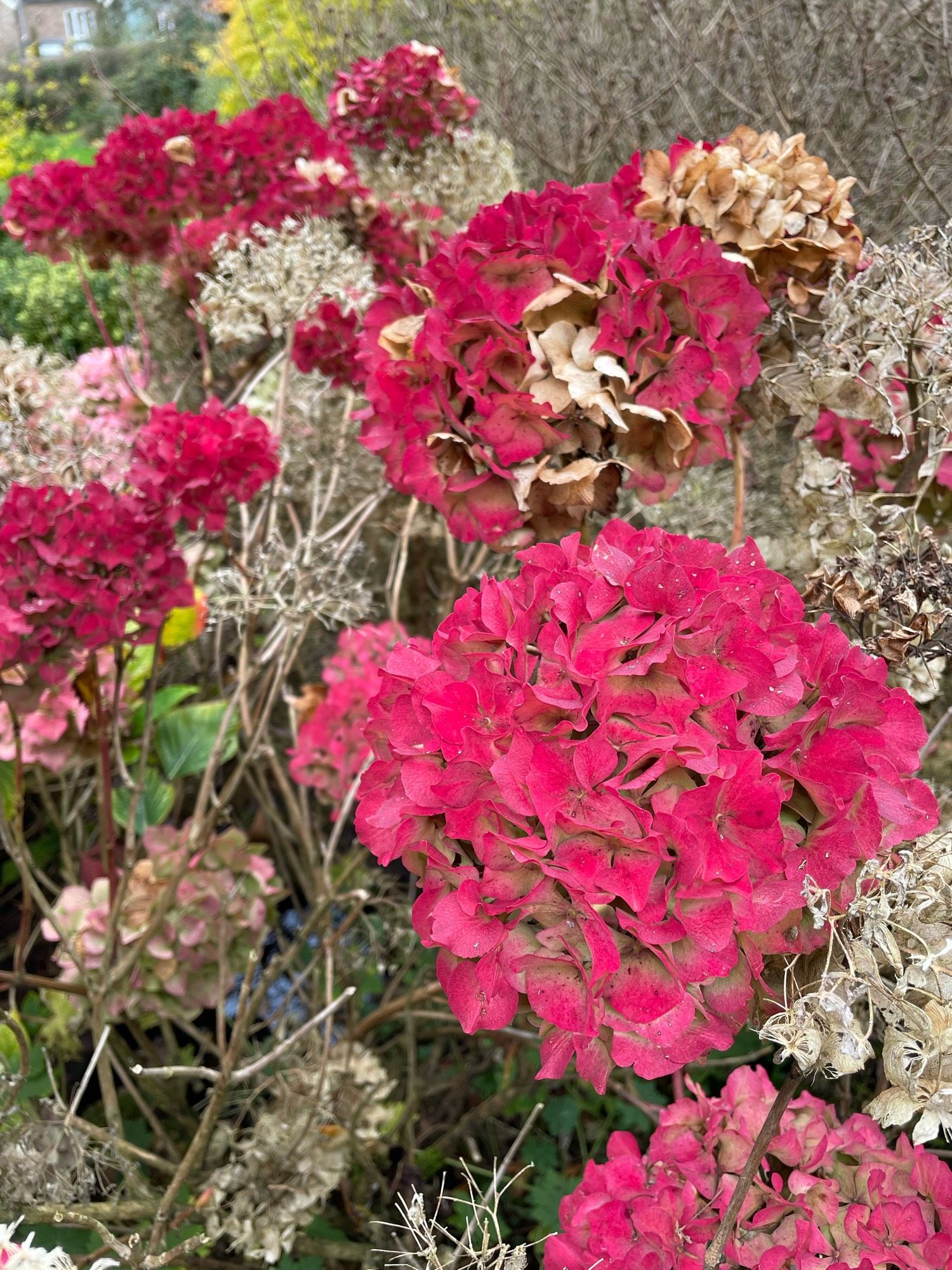 A mix of large pink hydrangea heads with dead heads from last year