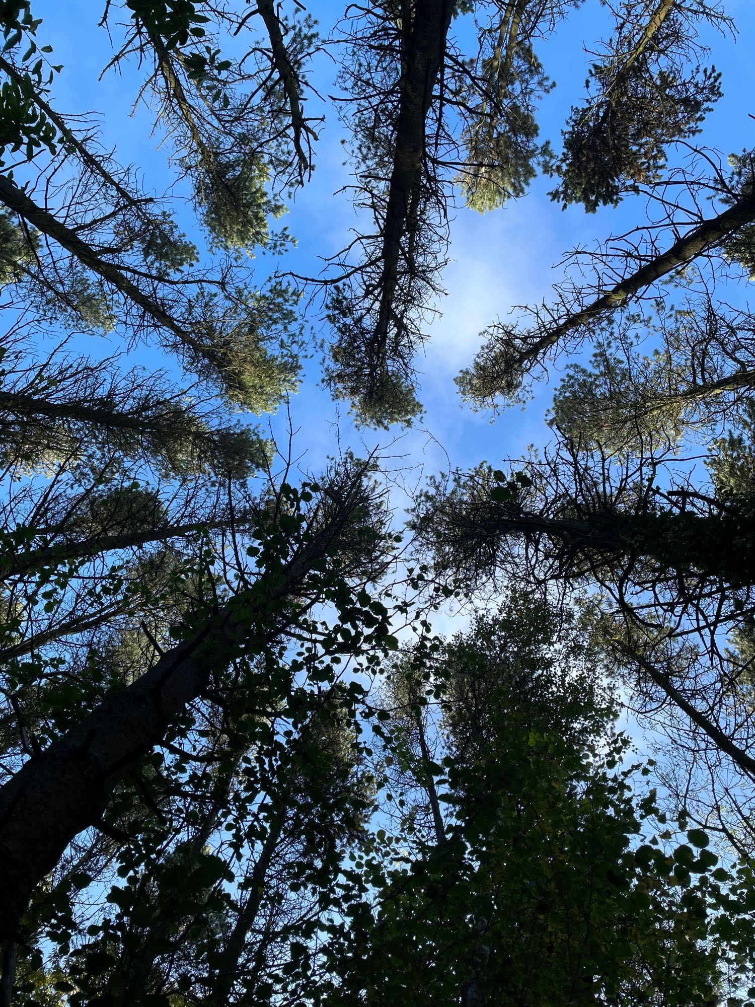 Looking up to the woodland canopy - pine trees against a blue sky.