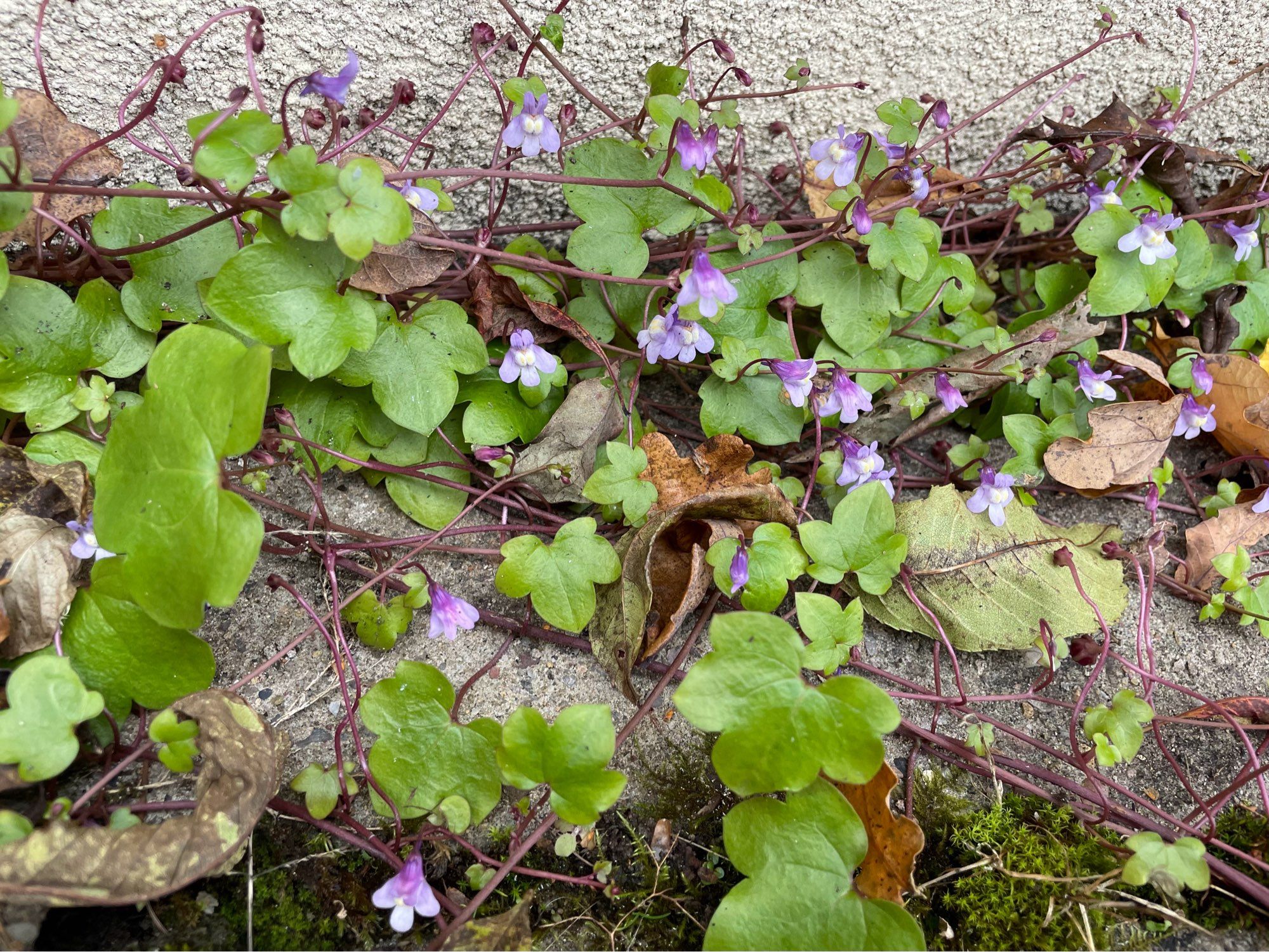 Ivy-like leaves on a smaller scale with pale purple flowers that are somewhere between a violet and a legume (sort of).