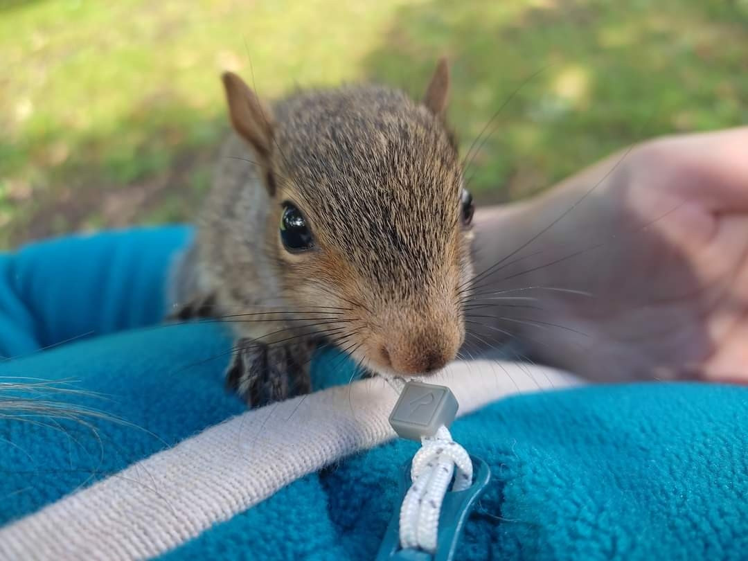 Close-up of squirrel face having a nose at a fleece toggle