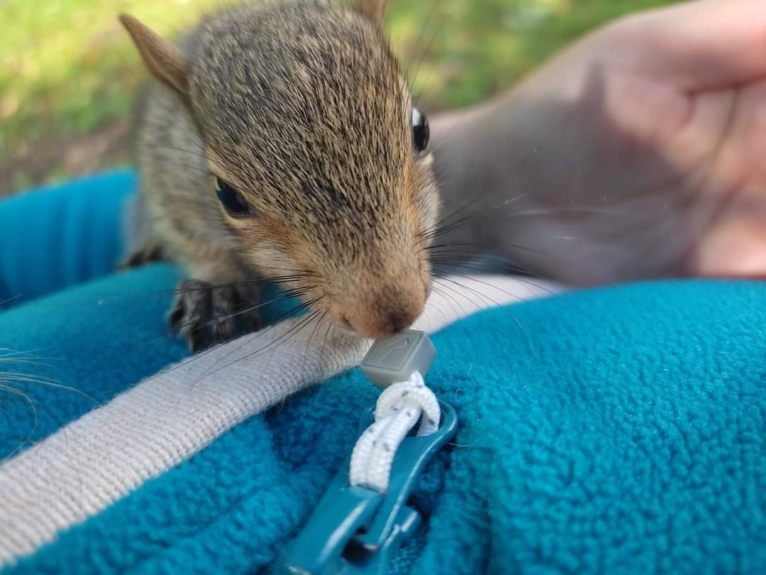 Another close-up of squirrel face having a smell of fleece toggle