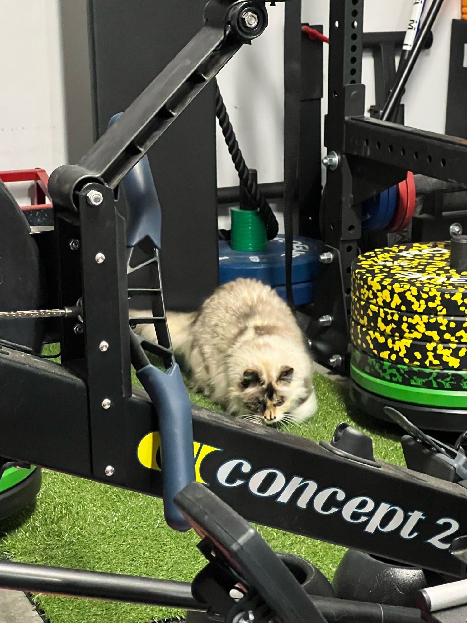 ragdoll, looking grotesque, rips a square of astroturf in a home gym behind a machine seemingly named Concept 2