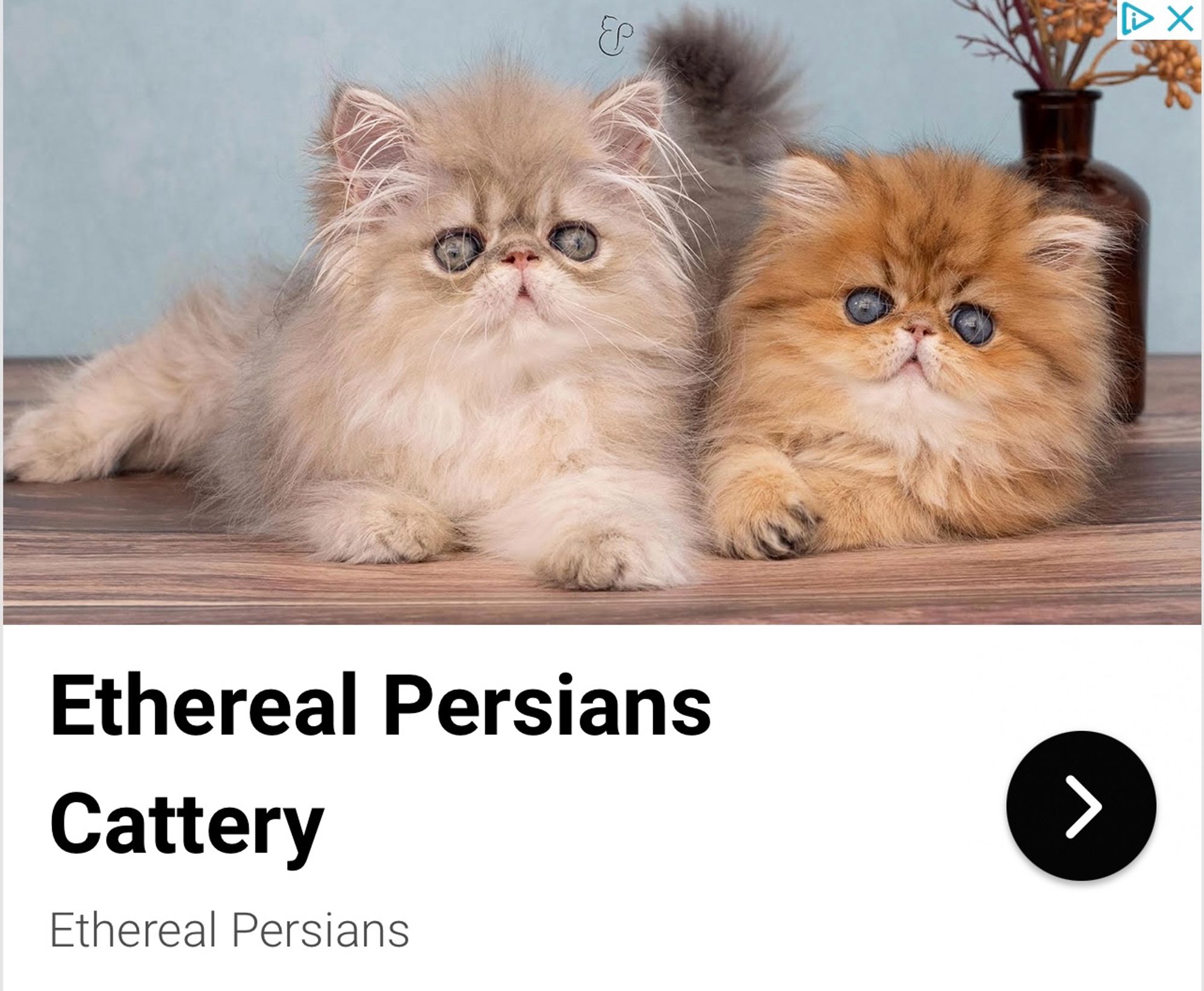 some very messed-up looking persians who exist on the astral plane