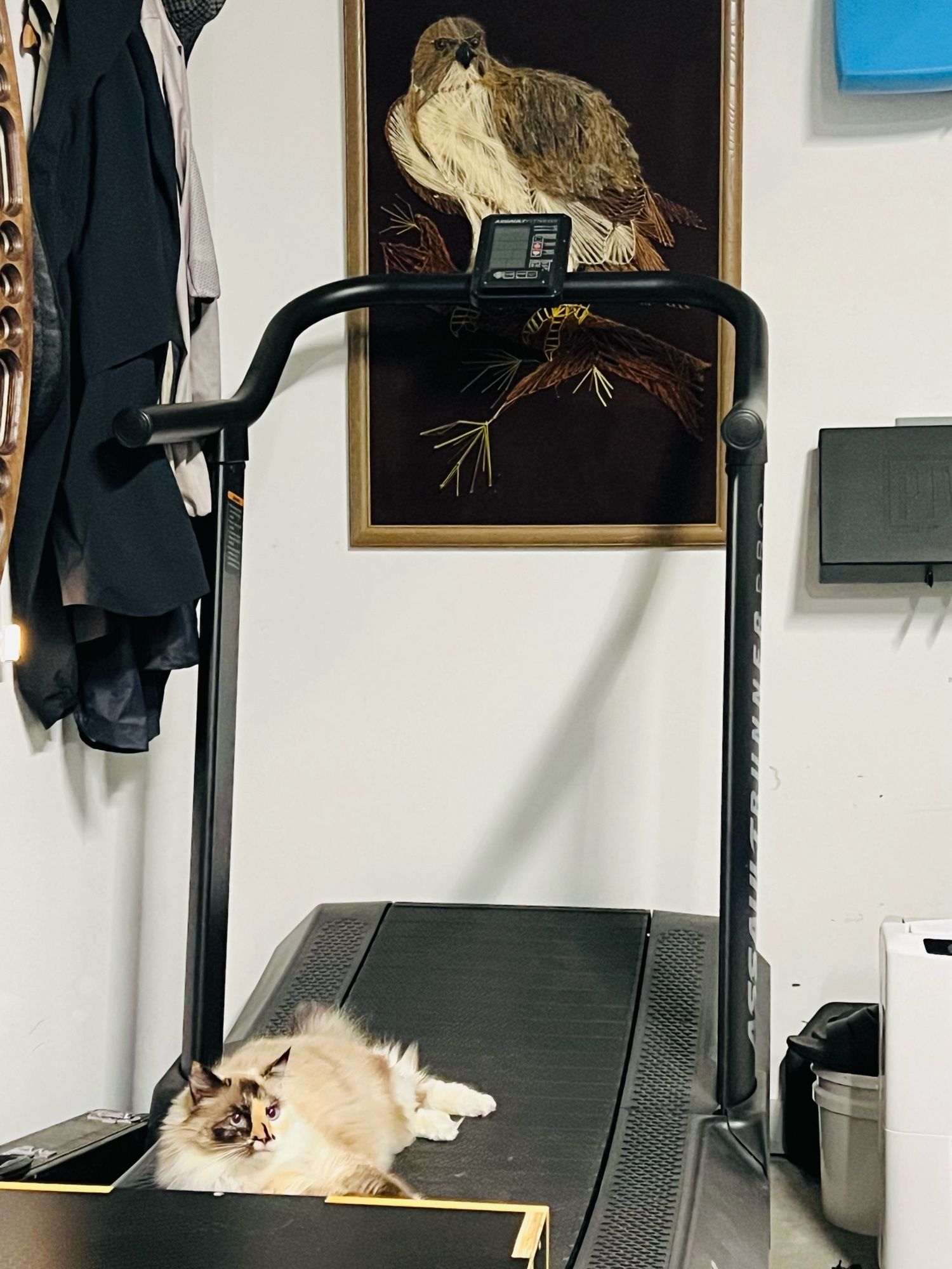 ragdoll sits serenely as queen of the treadmill under yarn art of of a hawk