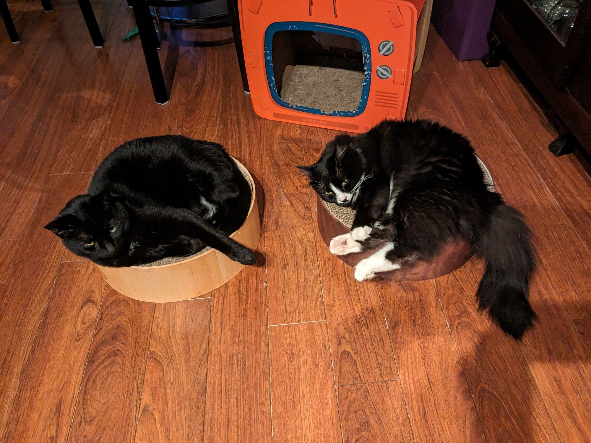 A short-haired black cat laying in a pale wood-pattered bowl-shaped cardboard cat scratcher next to a fluffy black and white cat laying in a batching cat scratcher in a dark wood pattern.