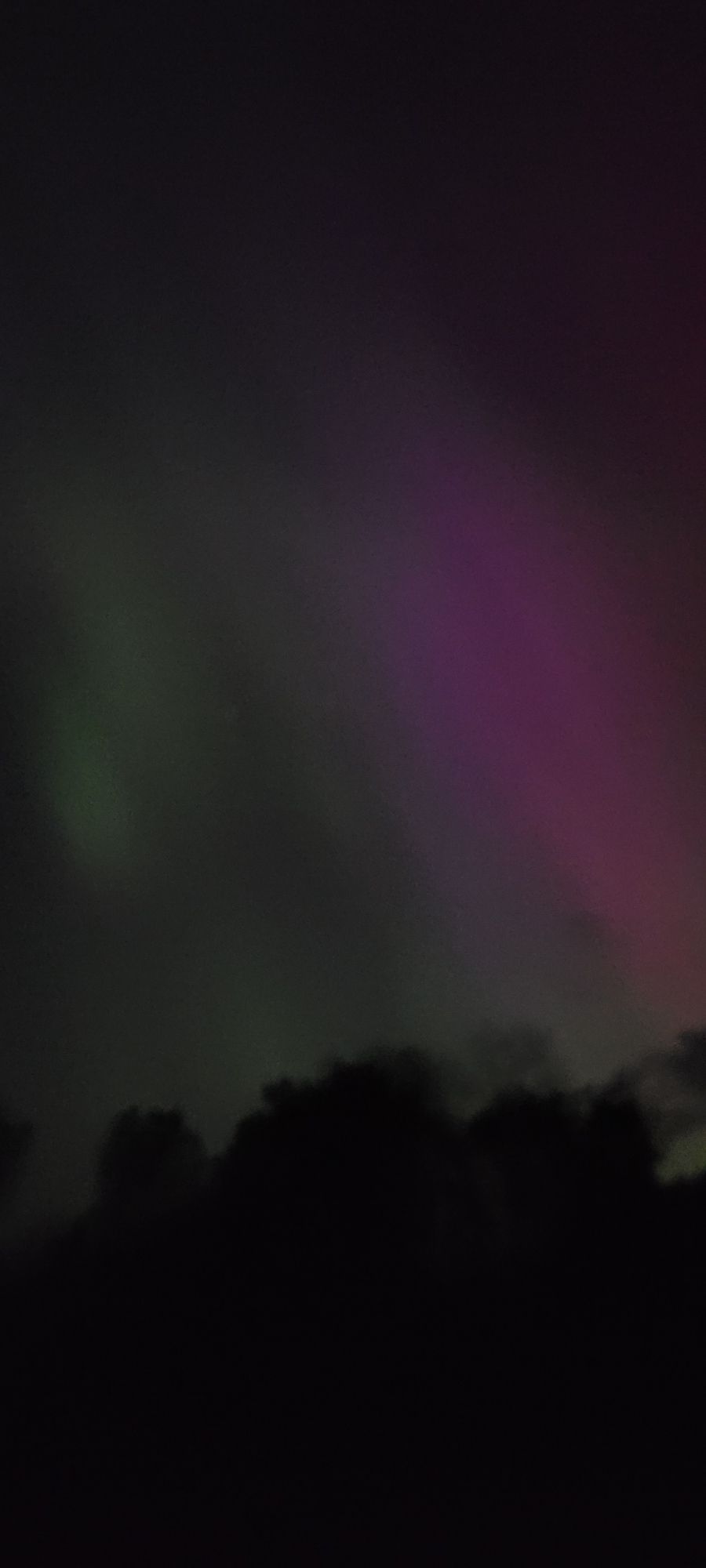 Green and pink aurora with trees in the foreground