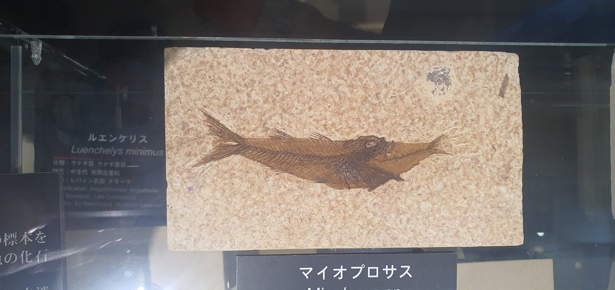 A photo of a fossil fish eating another fish and the first fish's mouth is so big like comically big like Tex Avery character eating a tall sandwich big these are not invertebrates I'm sorry