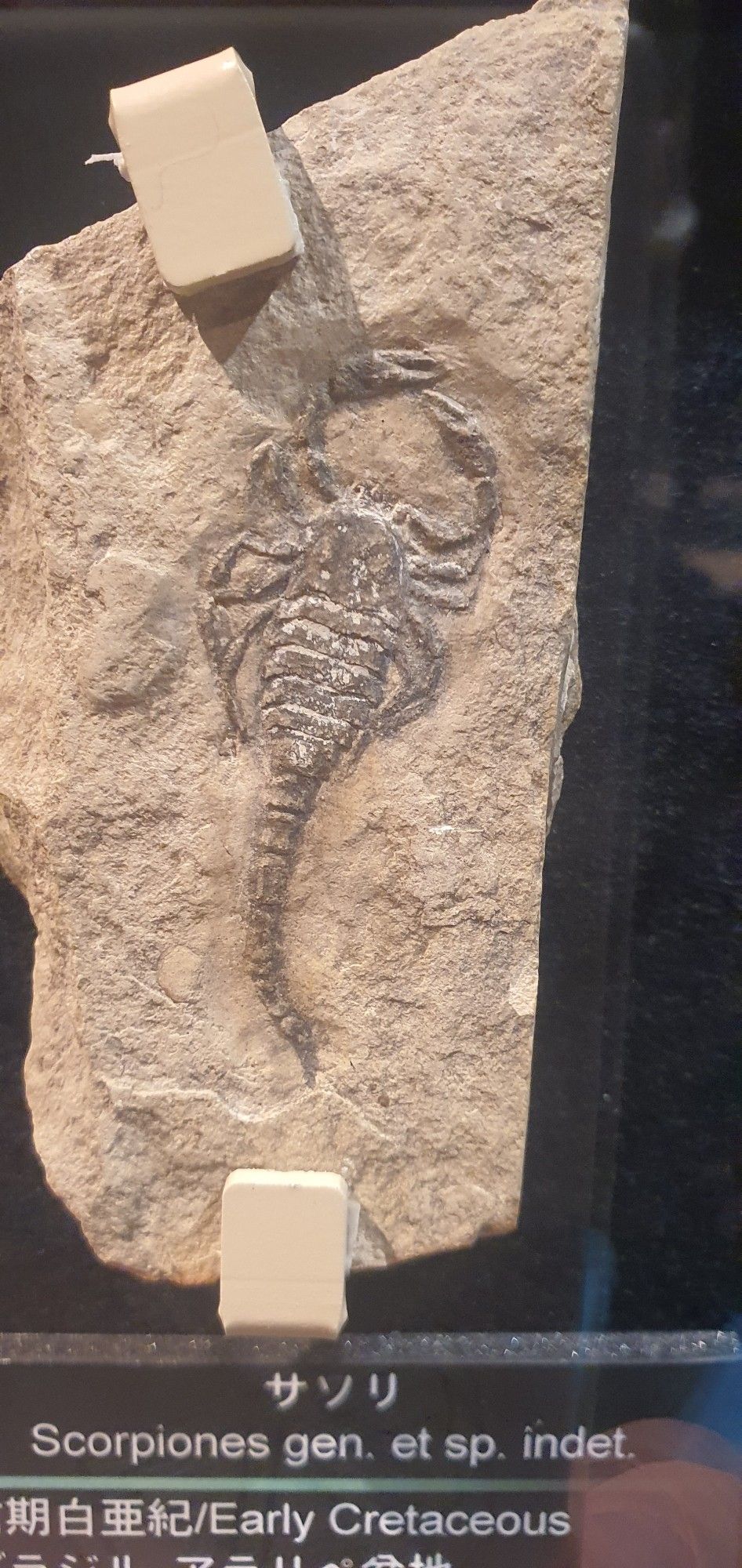 A fossil impression of an early cretaceous scorpion