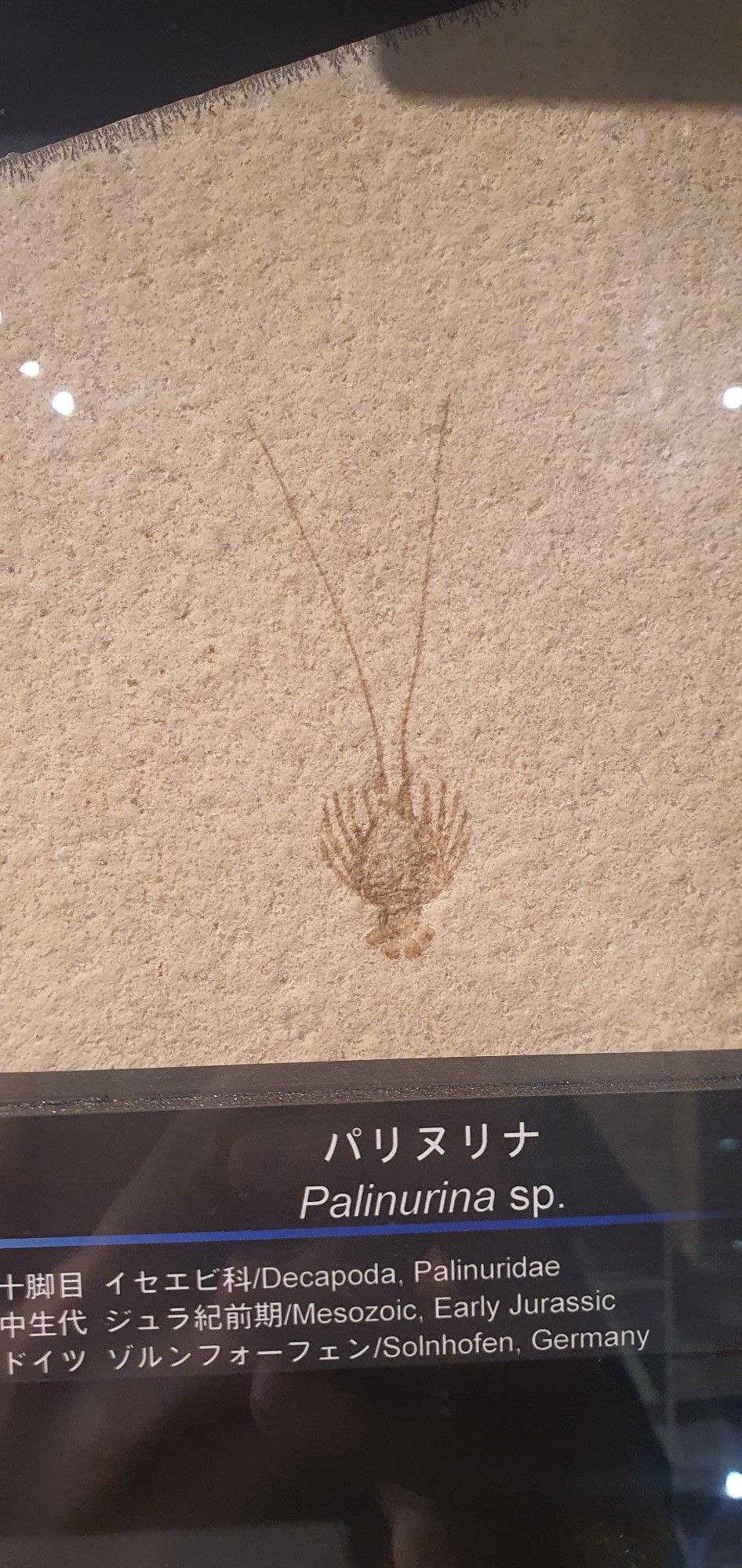 A smol cute fossil impression of Palurina Or the early Jurassic