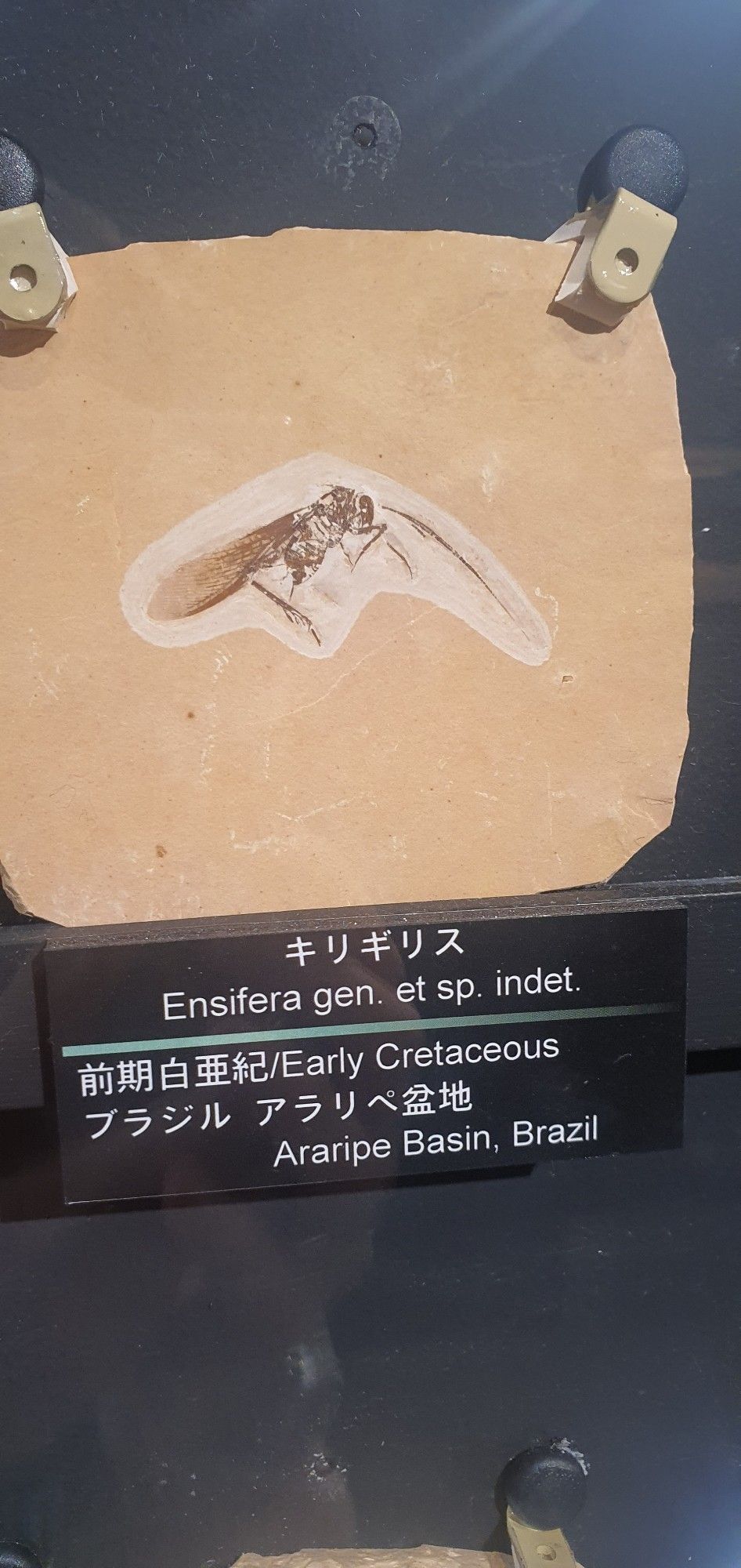 A fossil impression of an early cretaceous cricket