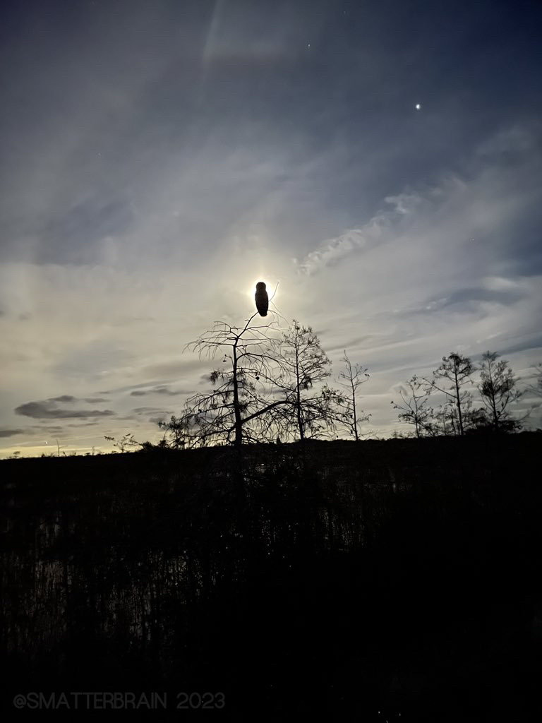 An owl silhouetted by the full moon over a sea of saw grass in the Florida Everglades.