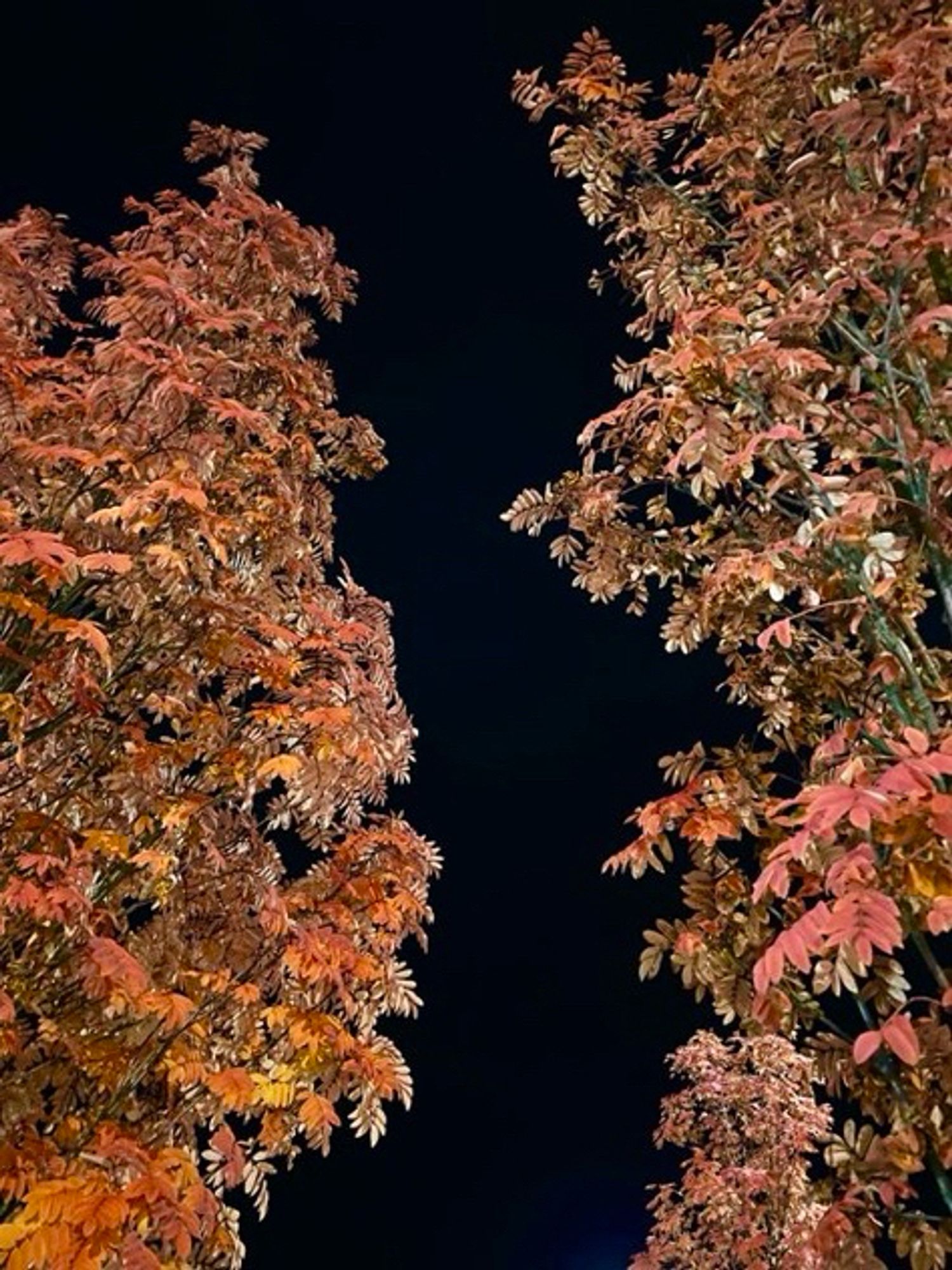 two rowan trees glowing orange. dark sky in the background.