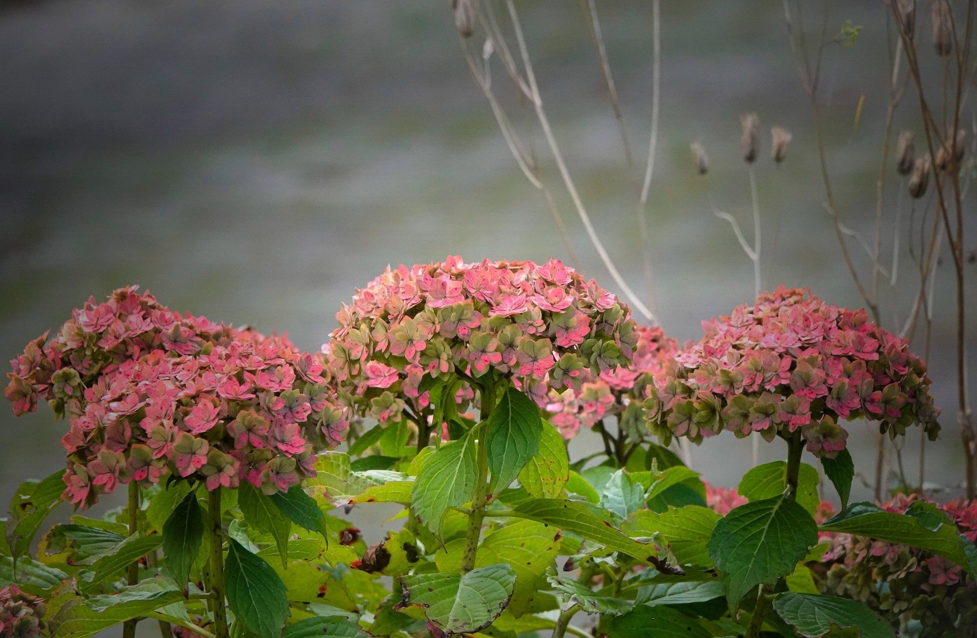 Hortensia in herfstkleur